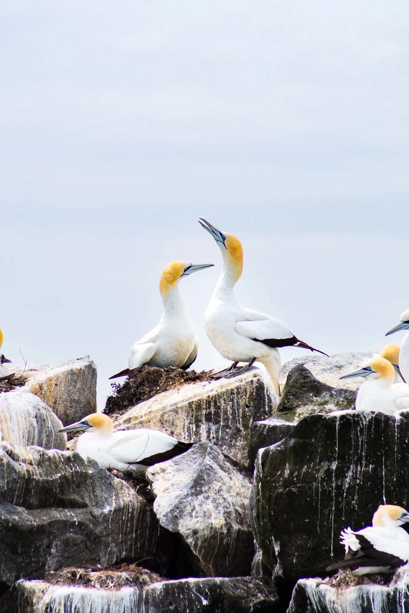 Gannets and seals -10.jpg