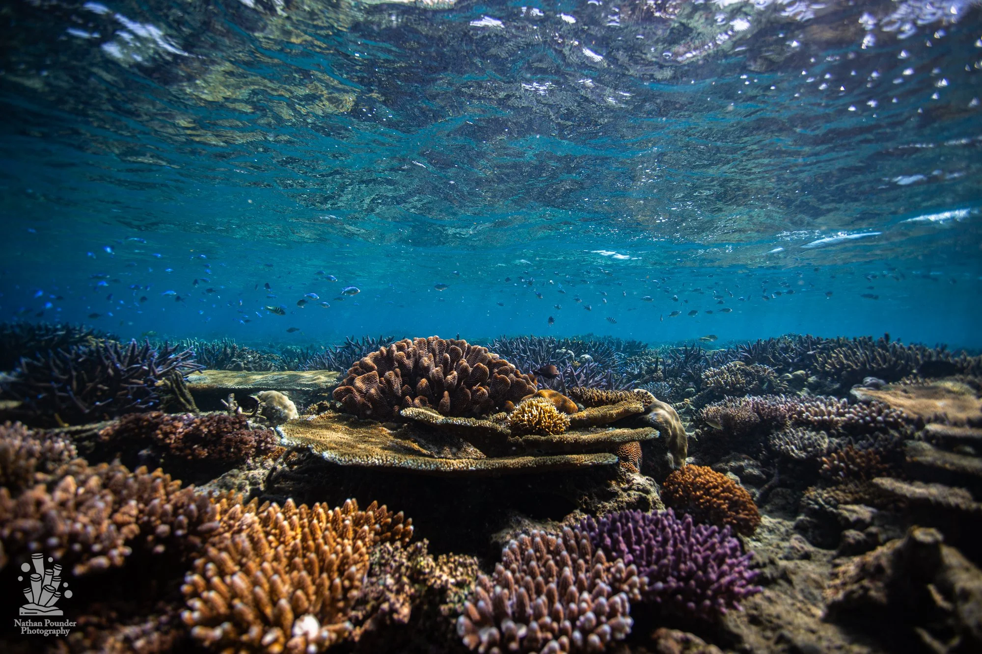 FIJI-130.jpg