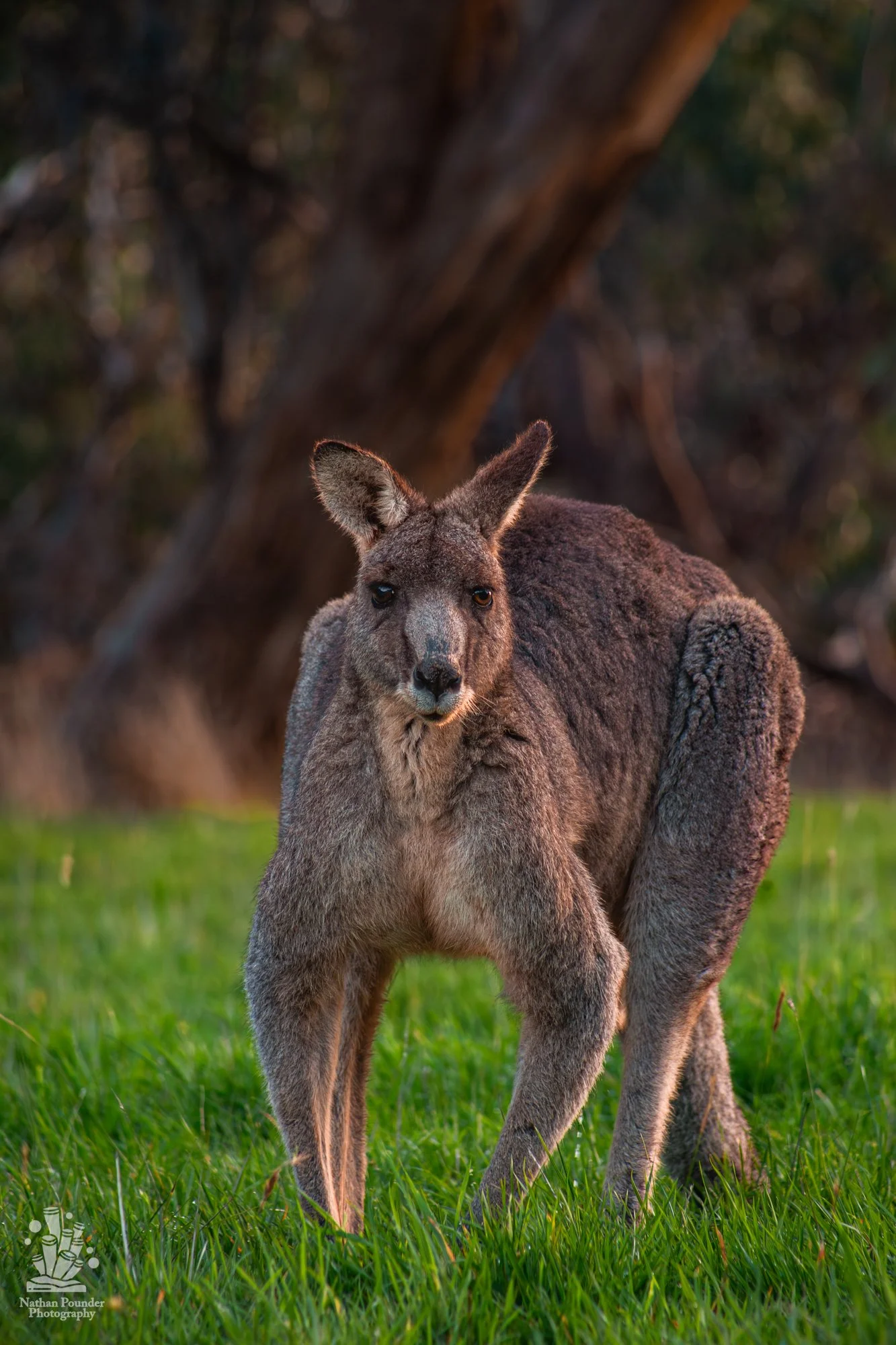 Kangaroos - Penisula-28.jpg