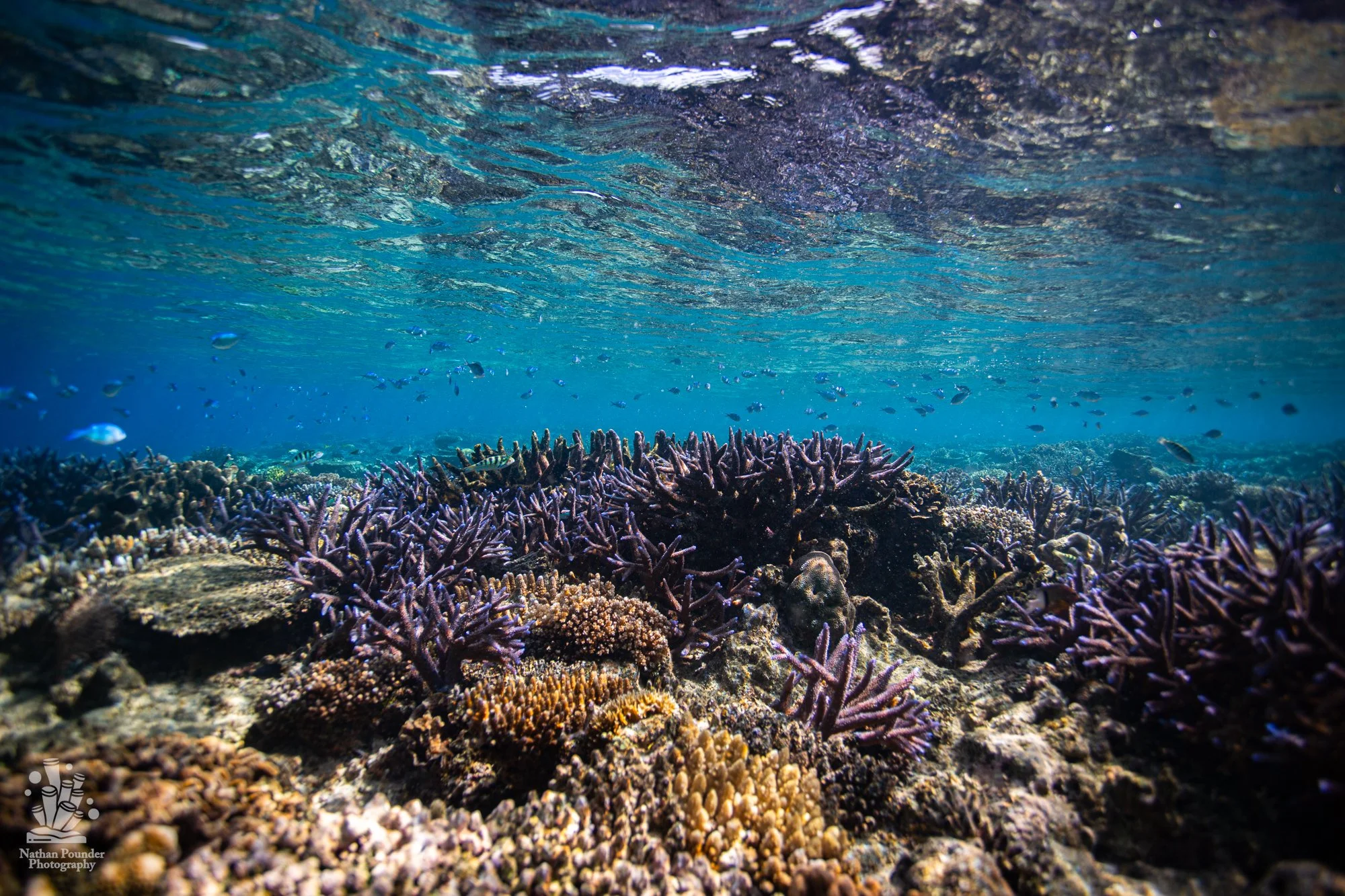 FIJI-132.jpg