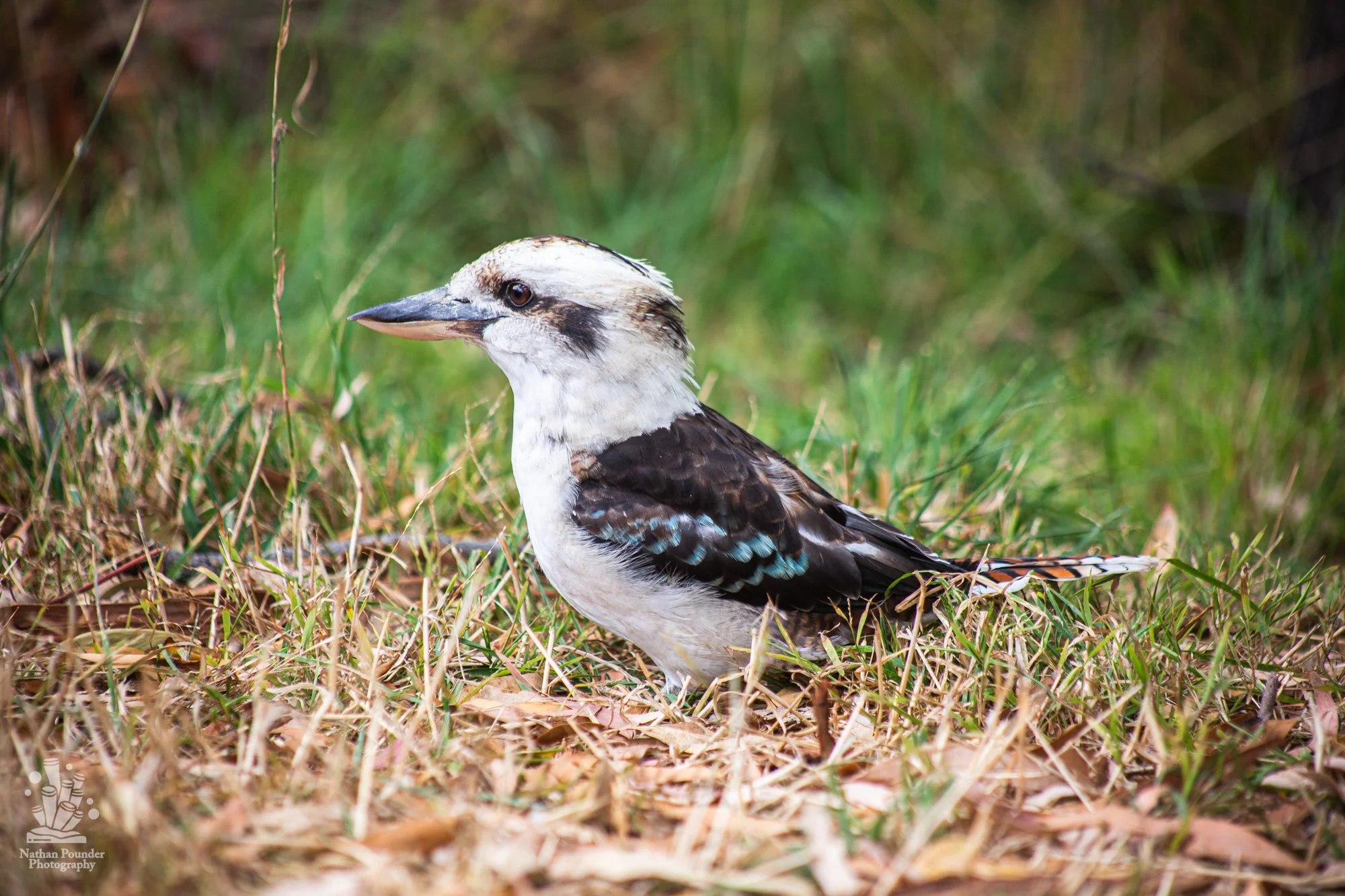 Cape Otway - LC - #1-10.jpg