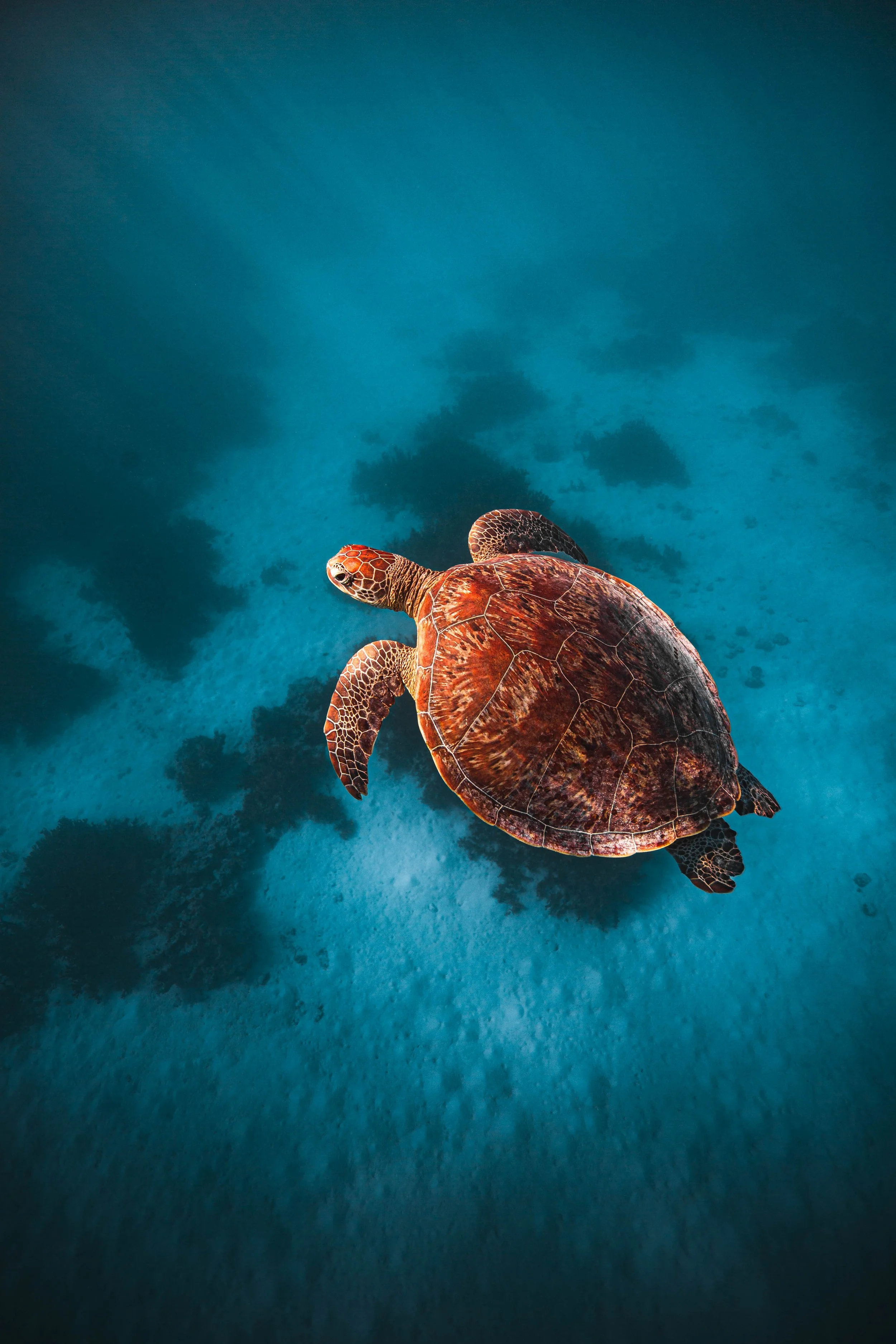 so many turtles 3-14.jpg