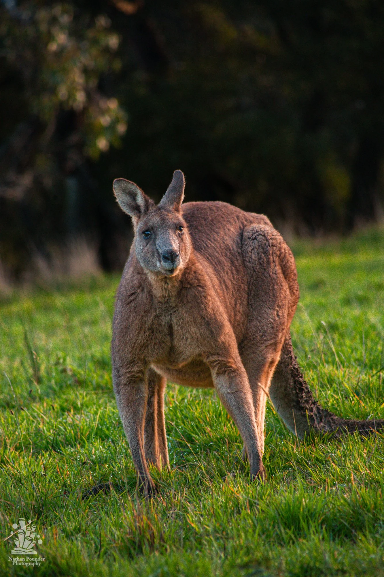 Kangaroos - Penisula-34.jpg