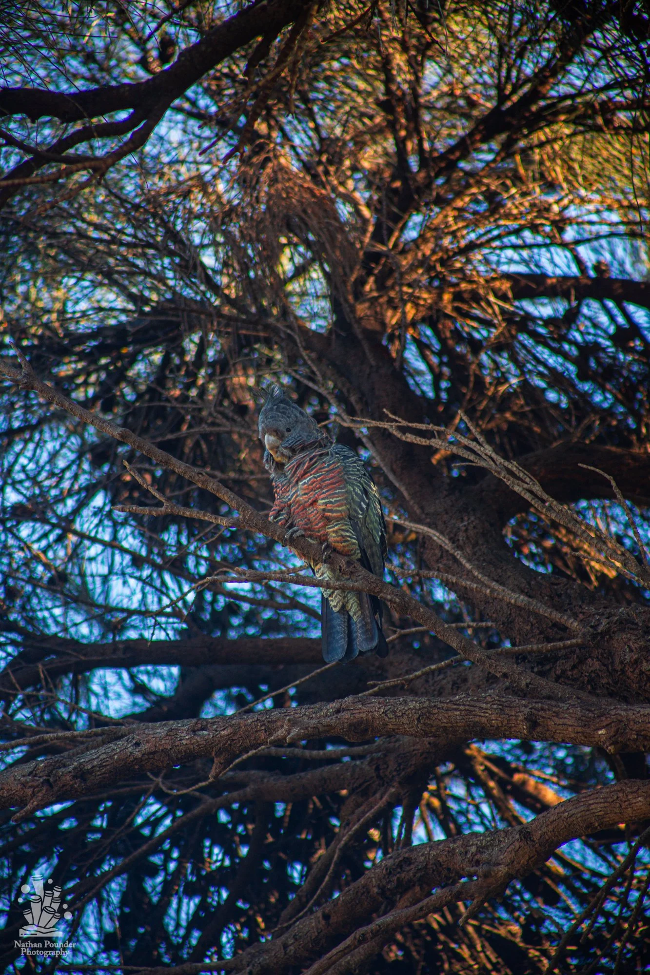 Cape Otway - LC - #1 Gang Gang Cockatoo-7.jpg