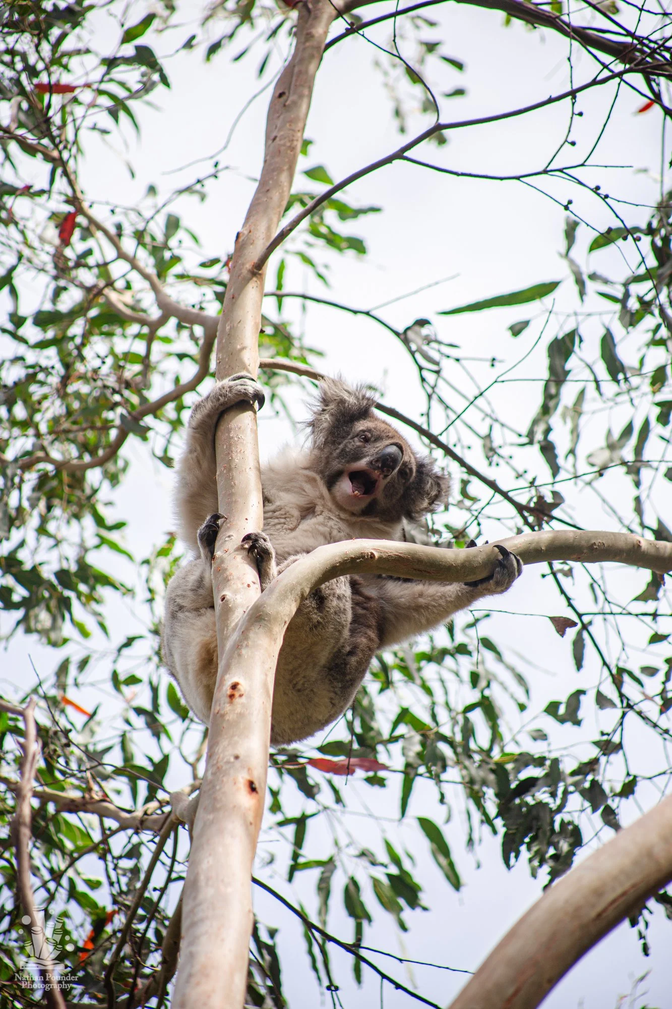 Cape Otway - LC - #1 koalas-14.jpg