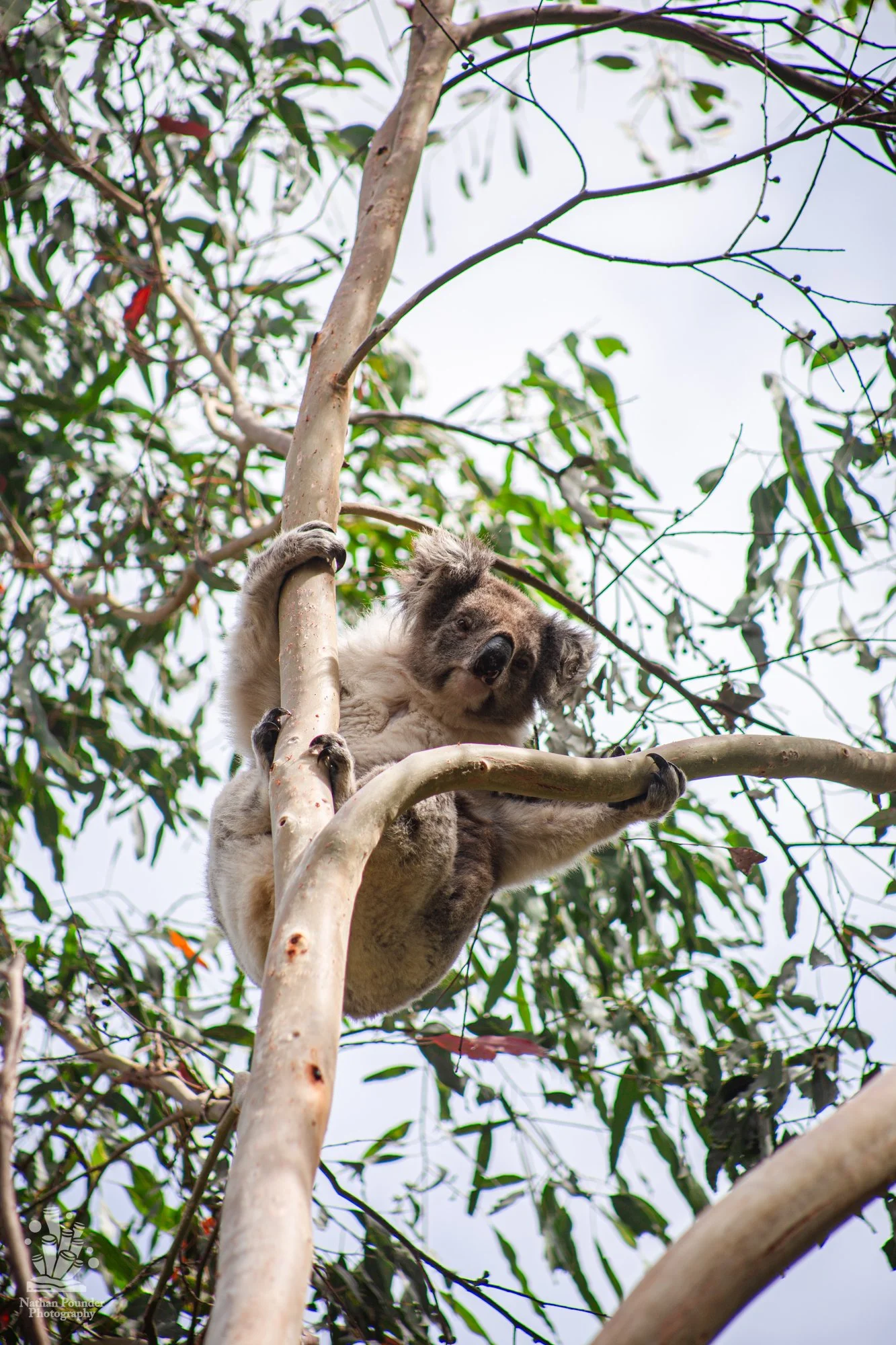 Cape Otway - LC - #1 koalas-16.jpg