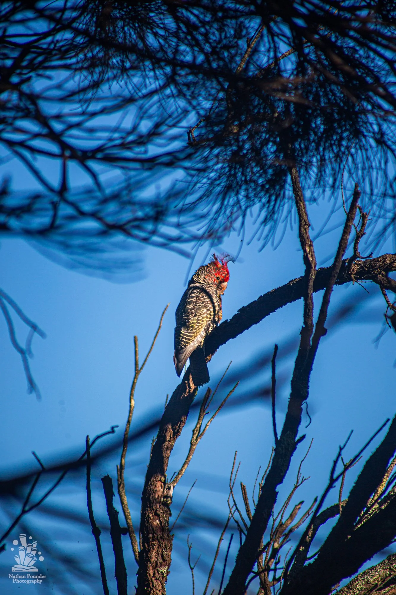 Cape Otway - LC - #1 Gang Gang Cockatoo-5.jpg