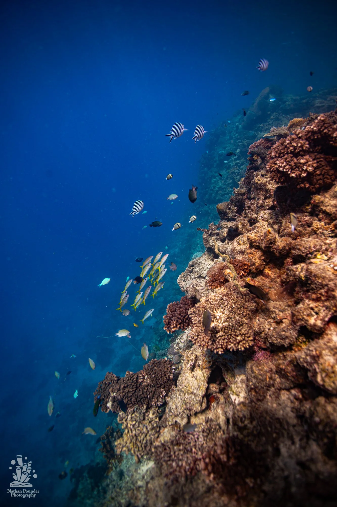 FIJI-90.jpg