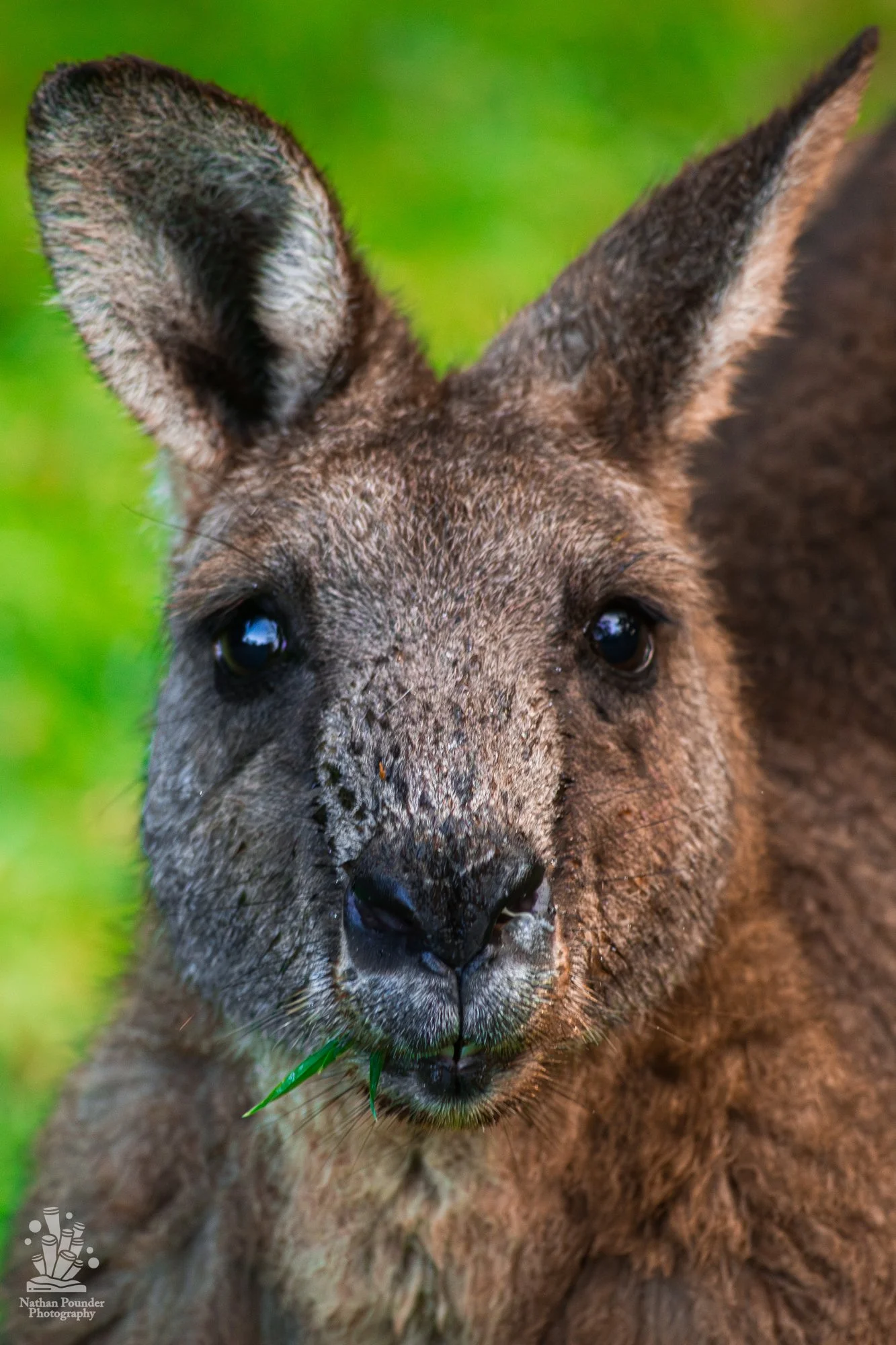 Kangaroos - Penisula-17.jpg