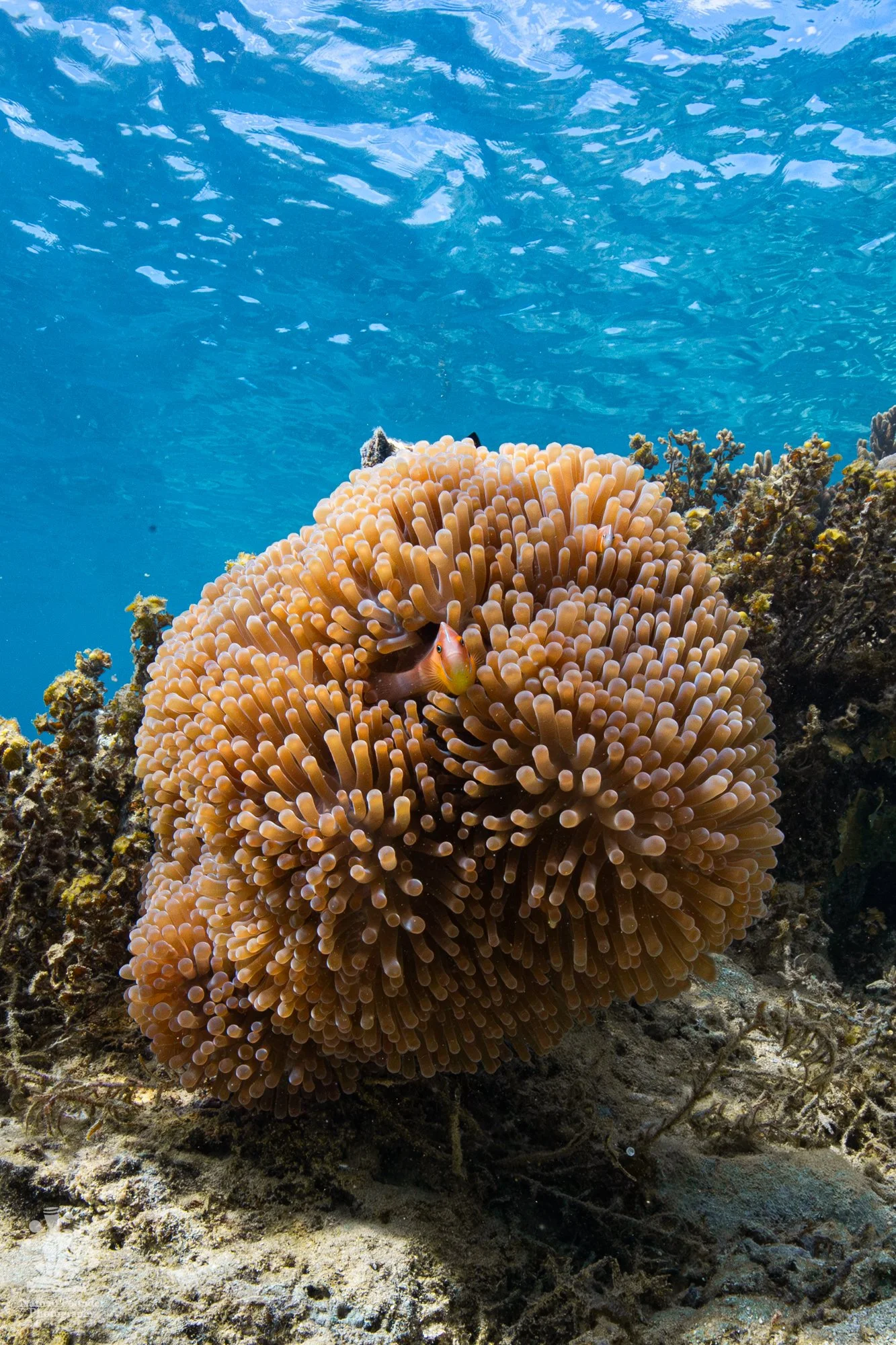 FIJI-282.jpg