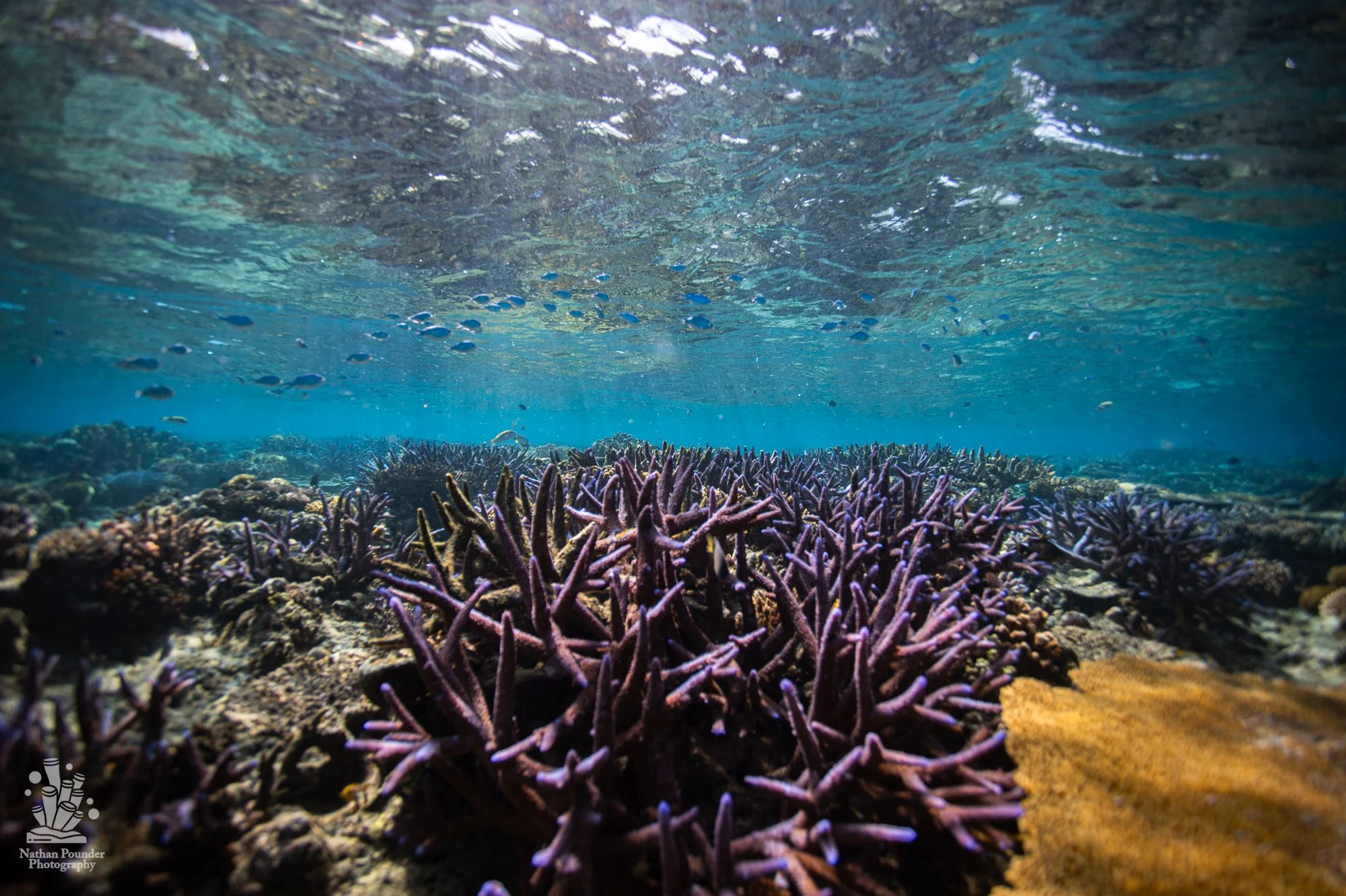 FIJI-138.jpg