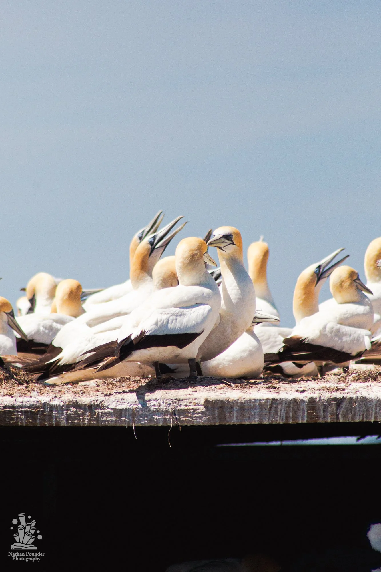  Seals and Gannets -7.jpg