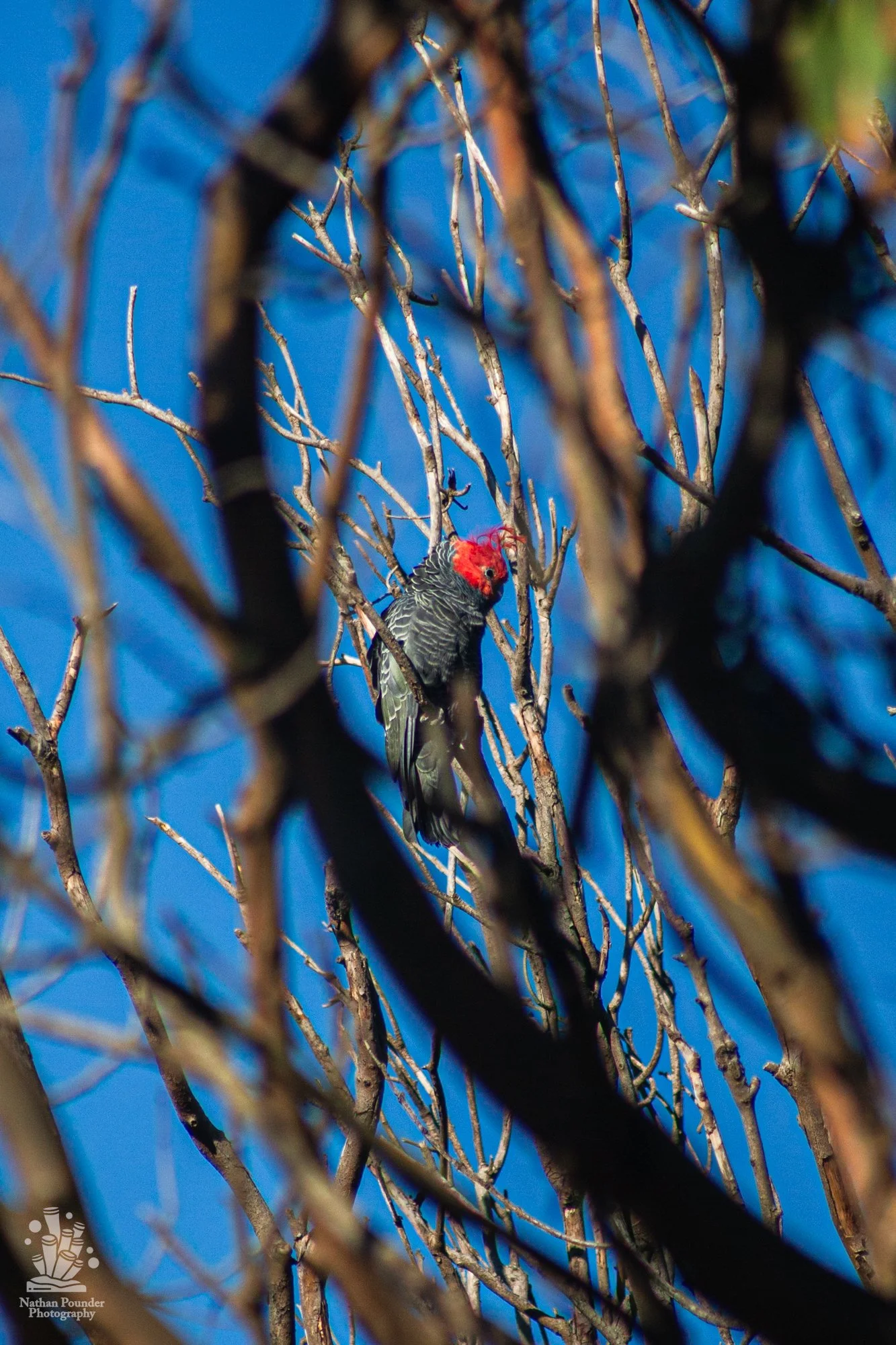 Cape Otway - LC - #1 Gang Gang Cockatoo-13.jpg