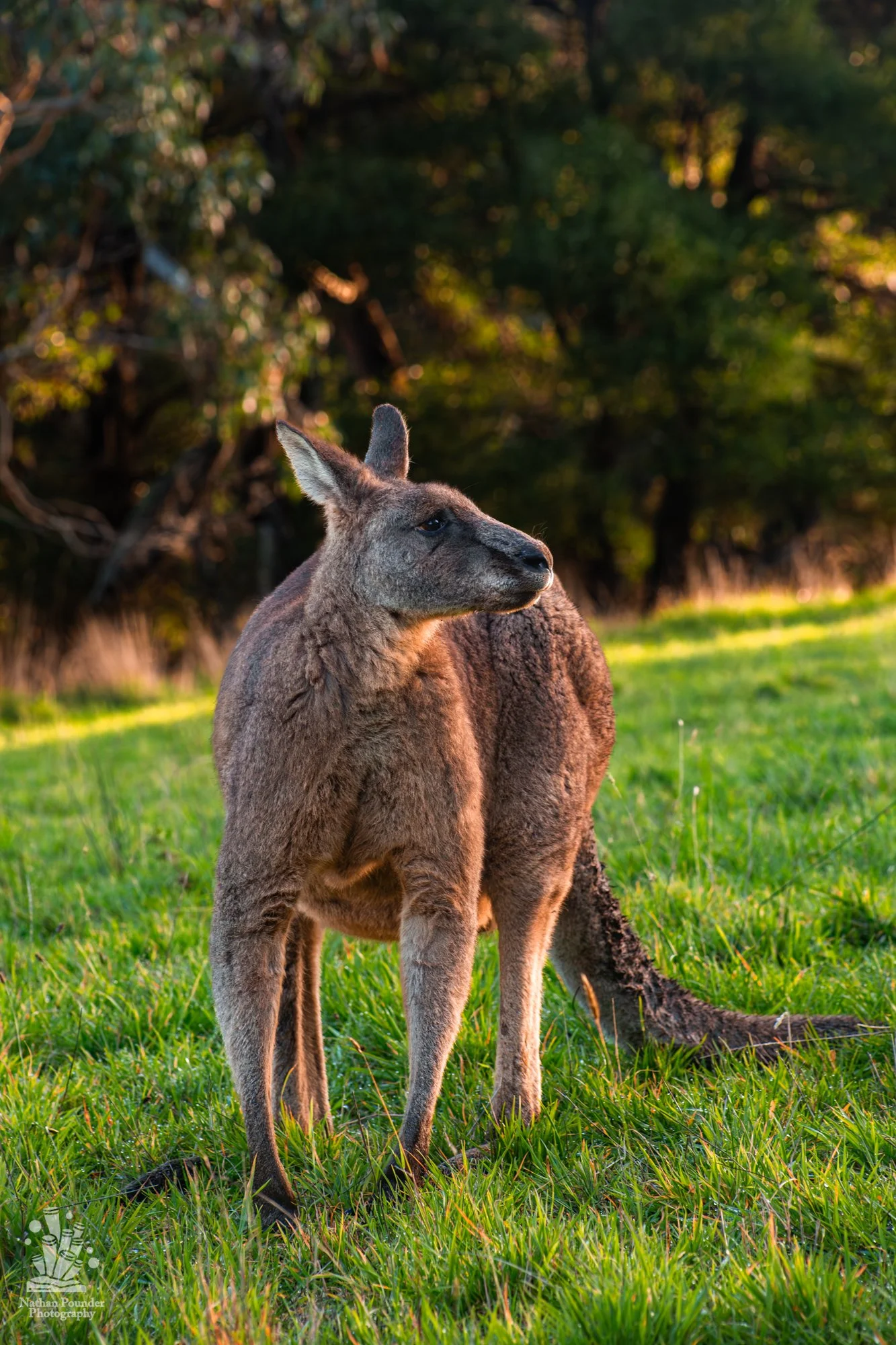 Kangaroos - Penisula-41.jpg