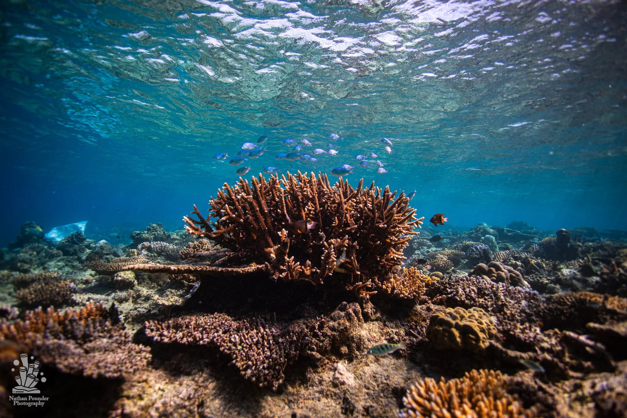 FIJI-115.jpg