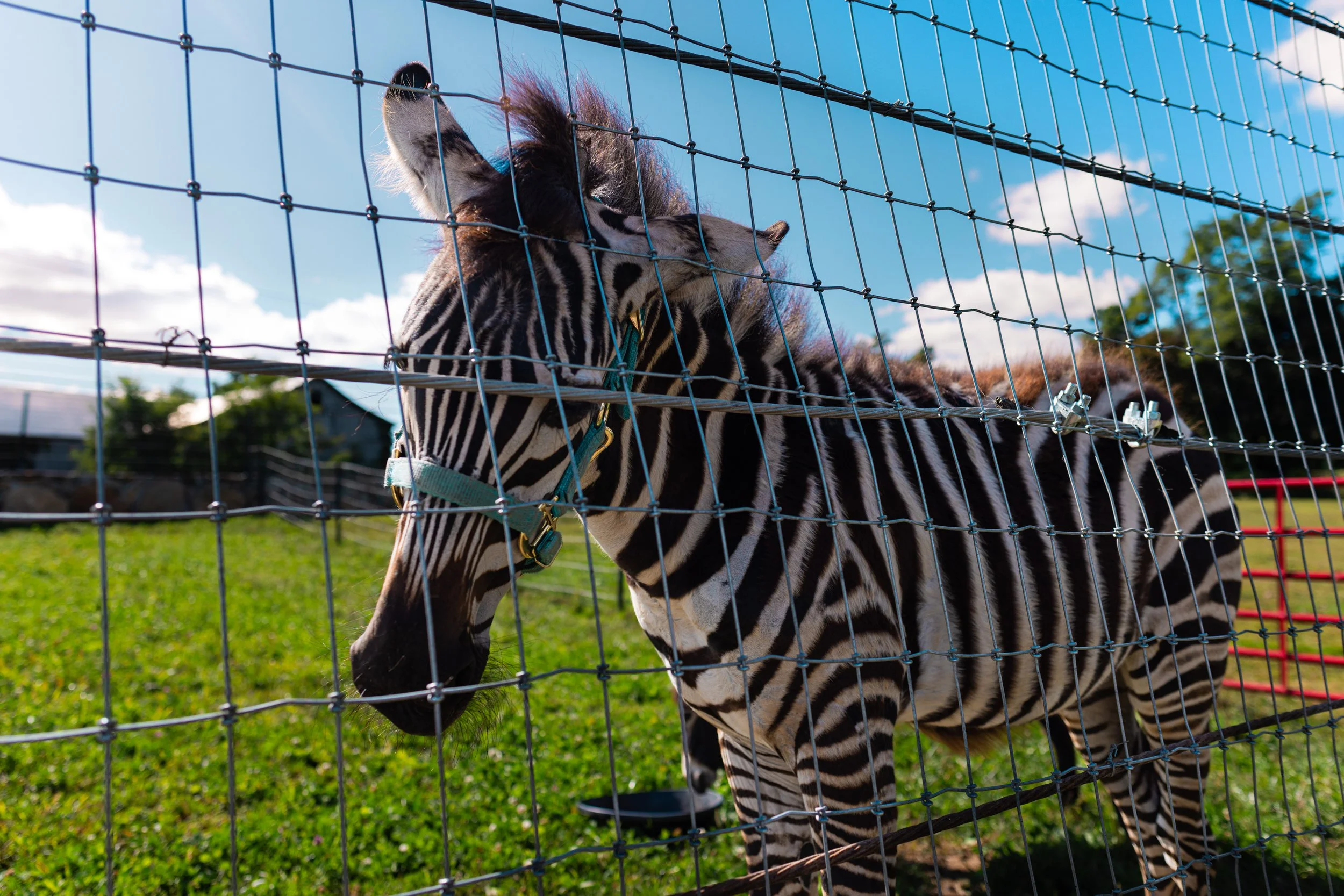 A Zebra and her stripes