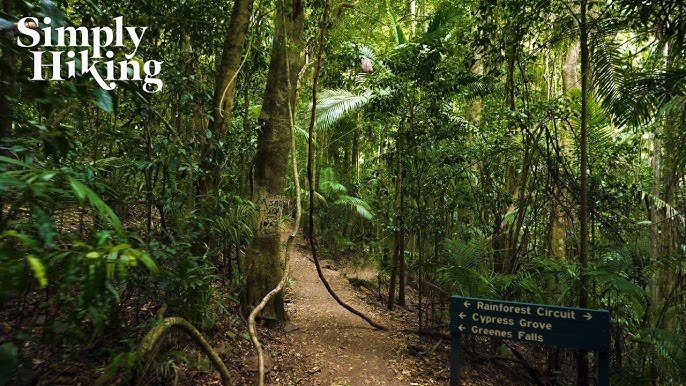 Greenes Falls Rainforest Walk Australia