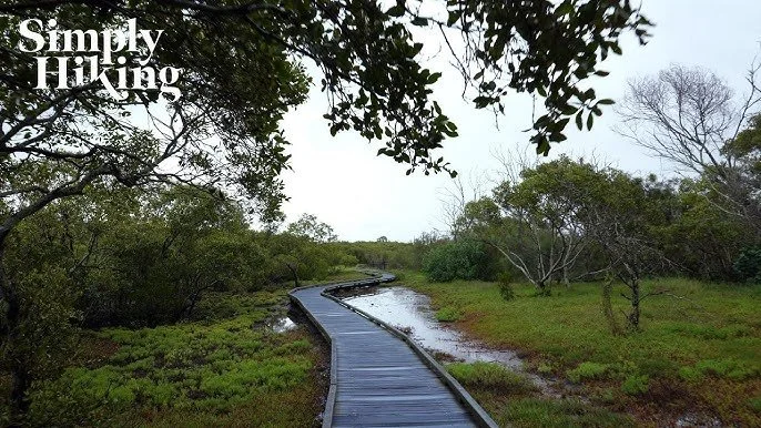 Nudgee Wetlands Walk Australia