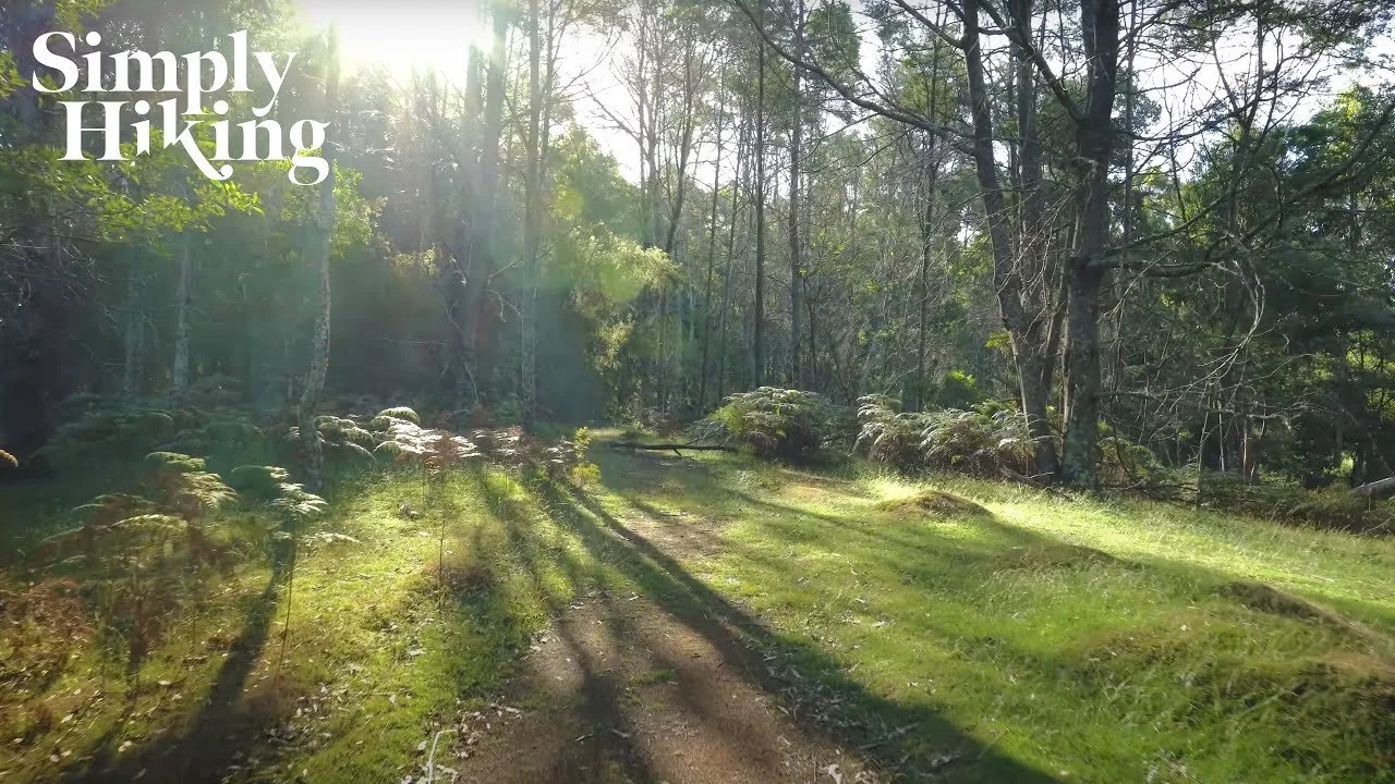 Fern Glade Upper Walk Tasmania