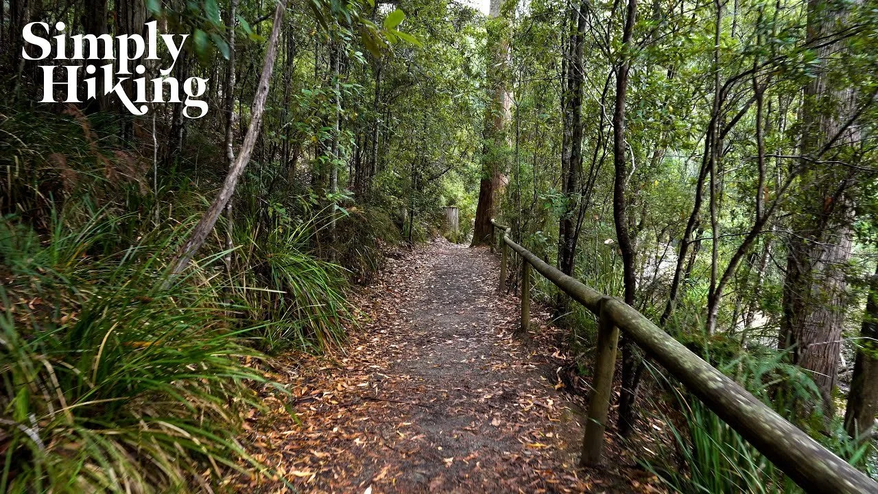 Fern Glade Walk Tasmania