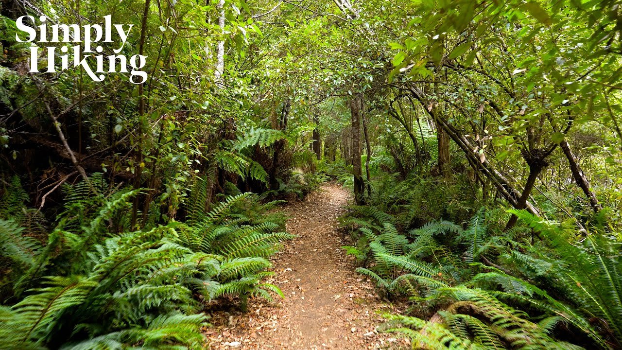 Hellyer Gorge Walk Tasmania