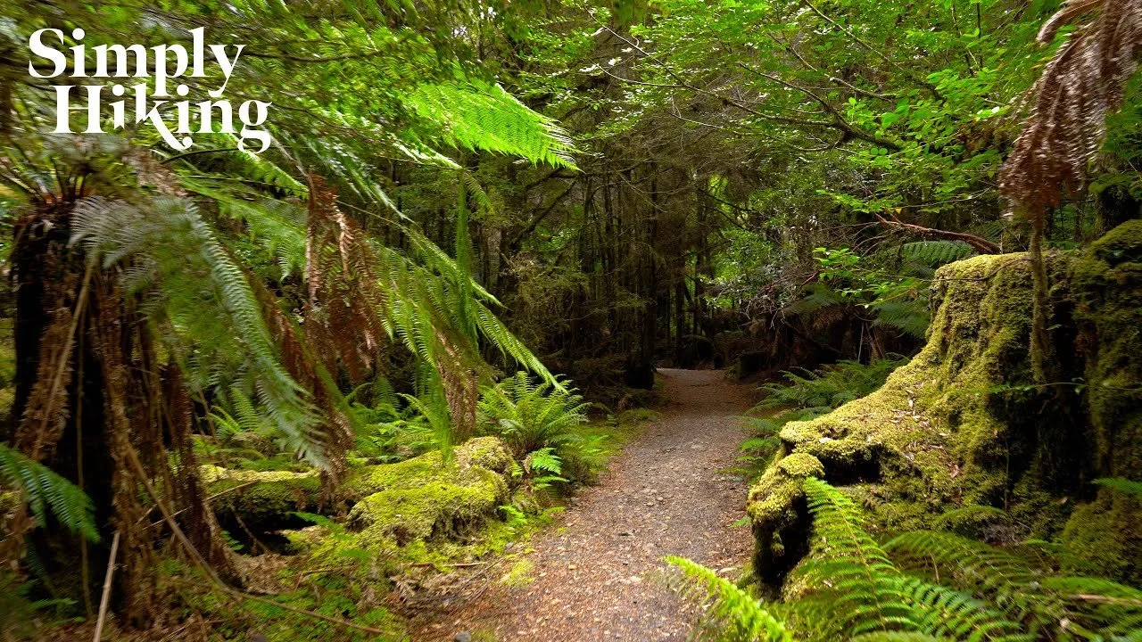33 Minute Rainforest Walk