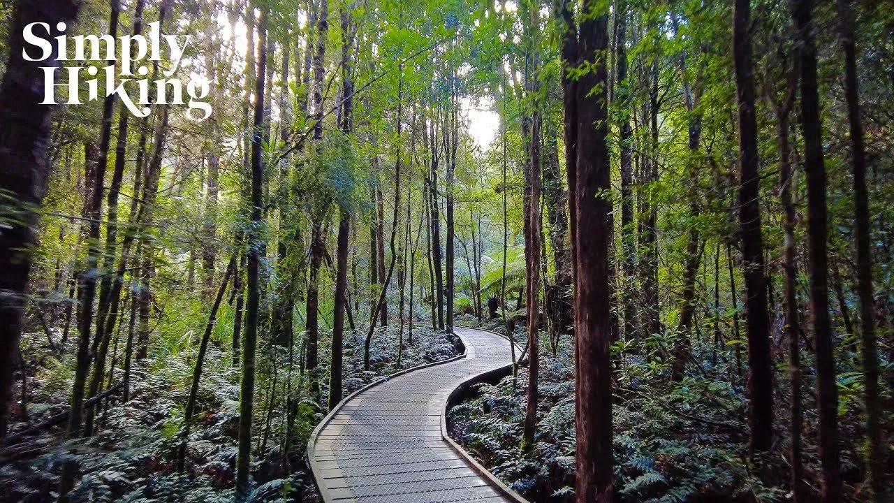 Nelson Falls Walk Tasmania
