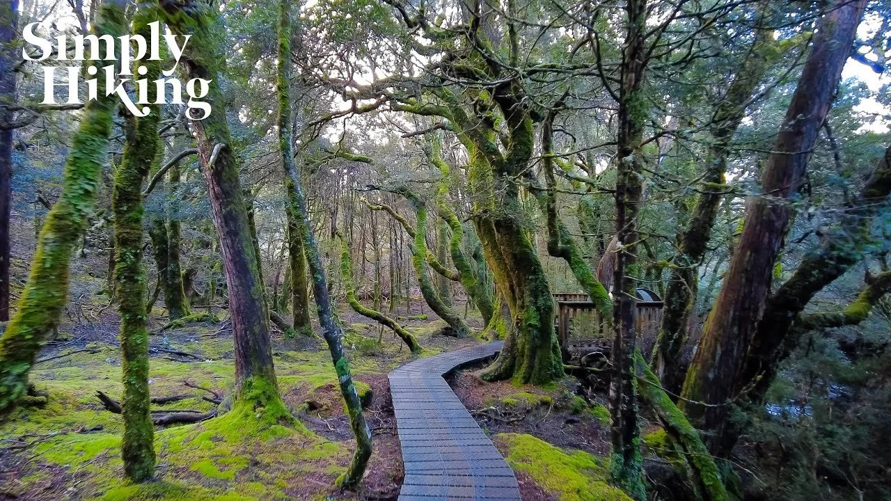Enchanted Forest Walk Tasmania