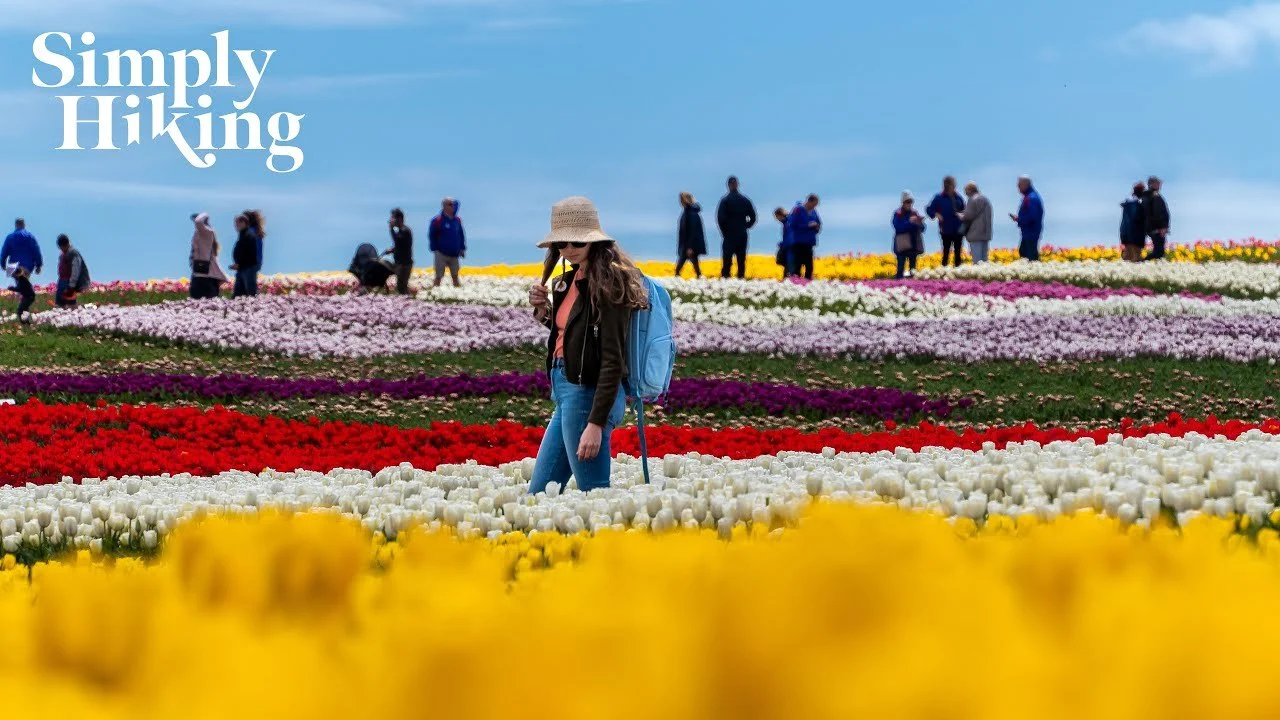 Tulip Farm Walk Tasmania