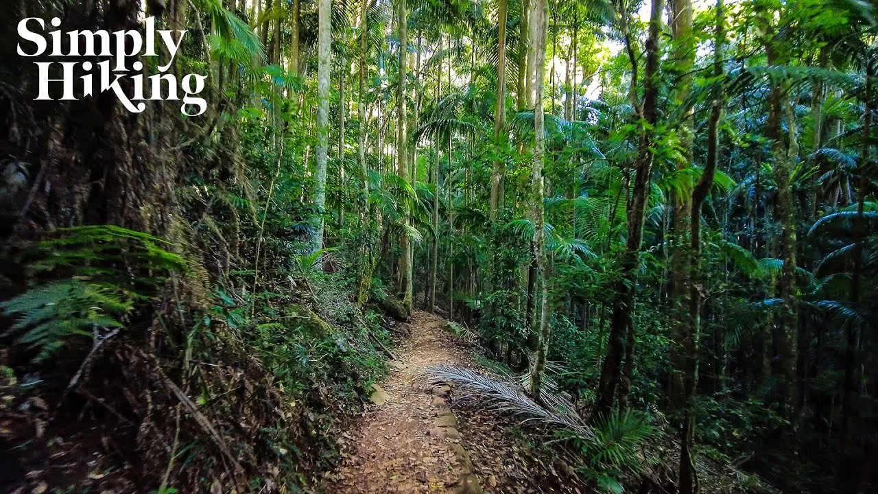 Cameron Falls Track Walk Australia