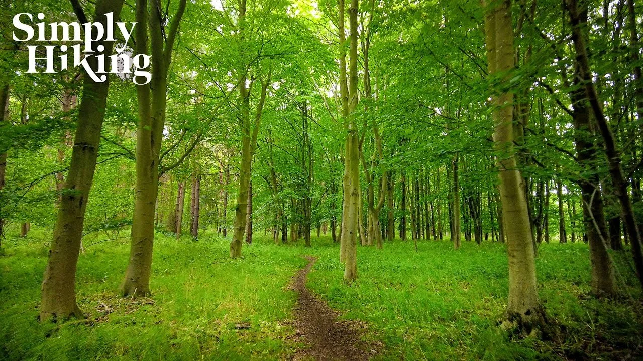 Oxey Woods Walk England