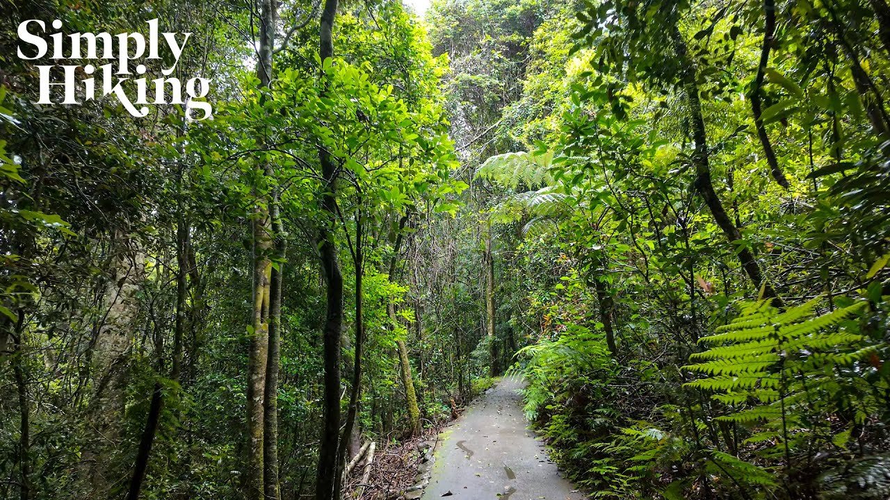 O'Reilly’s Rainforest Walk Lamington National Park, Queensland