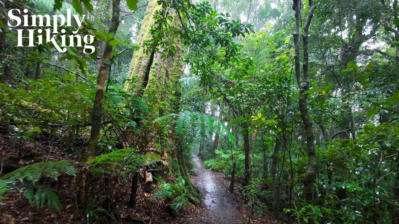 Elabana Falls Rainforest Walk Lamington National Park in Queensland