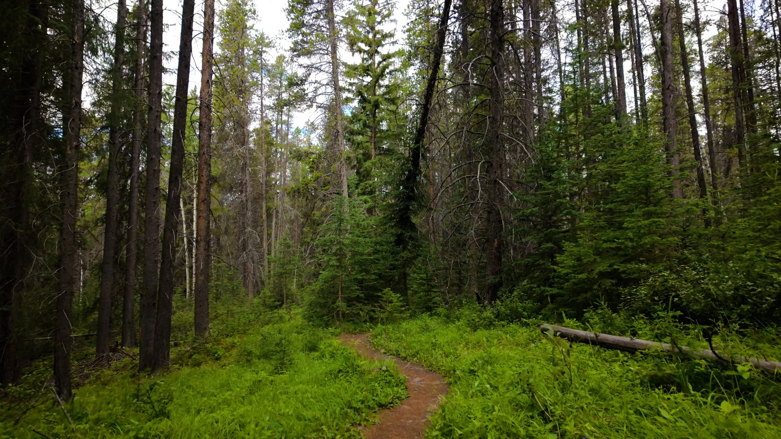 Pacific Crest Trail, Washington, USA