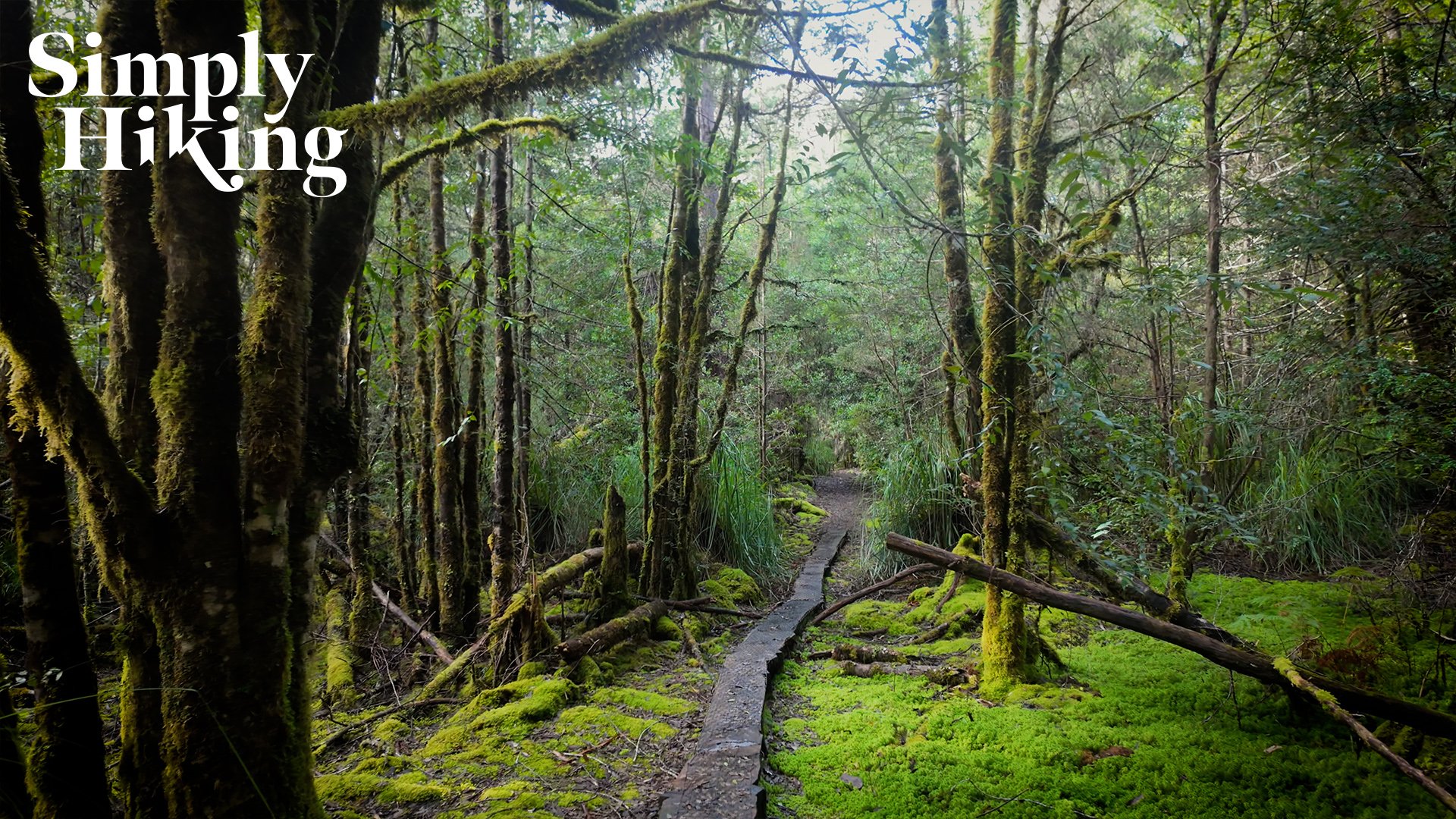 A lush green forest with a narrow dirt trail running through moss-covered trees and dense vegetation.
