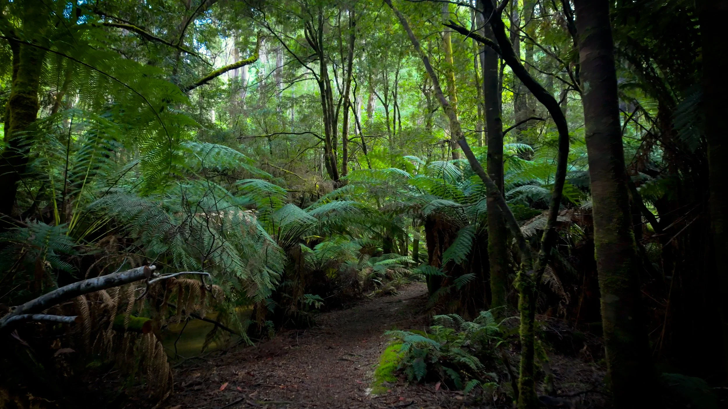 Philosopher Falls Track, Tasmania, Australia