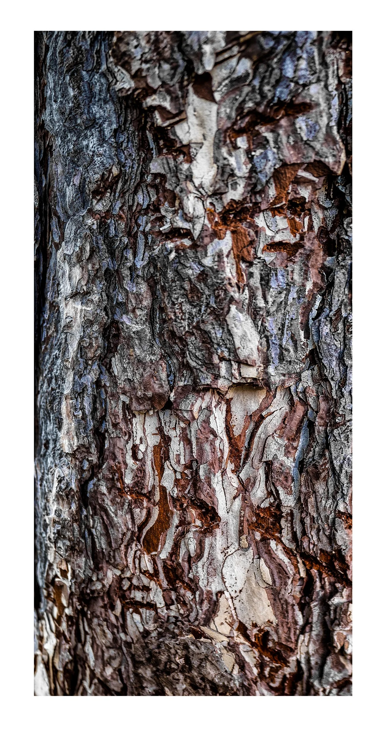 brown face in a tree.jpg