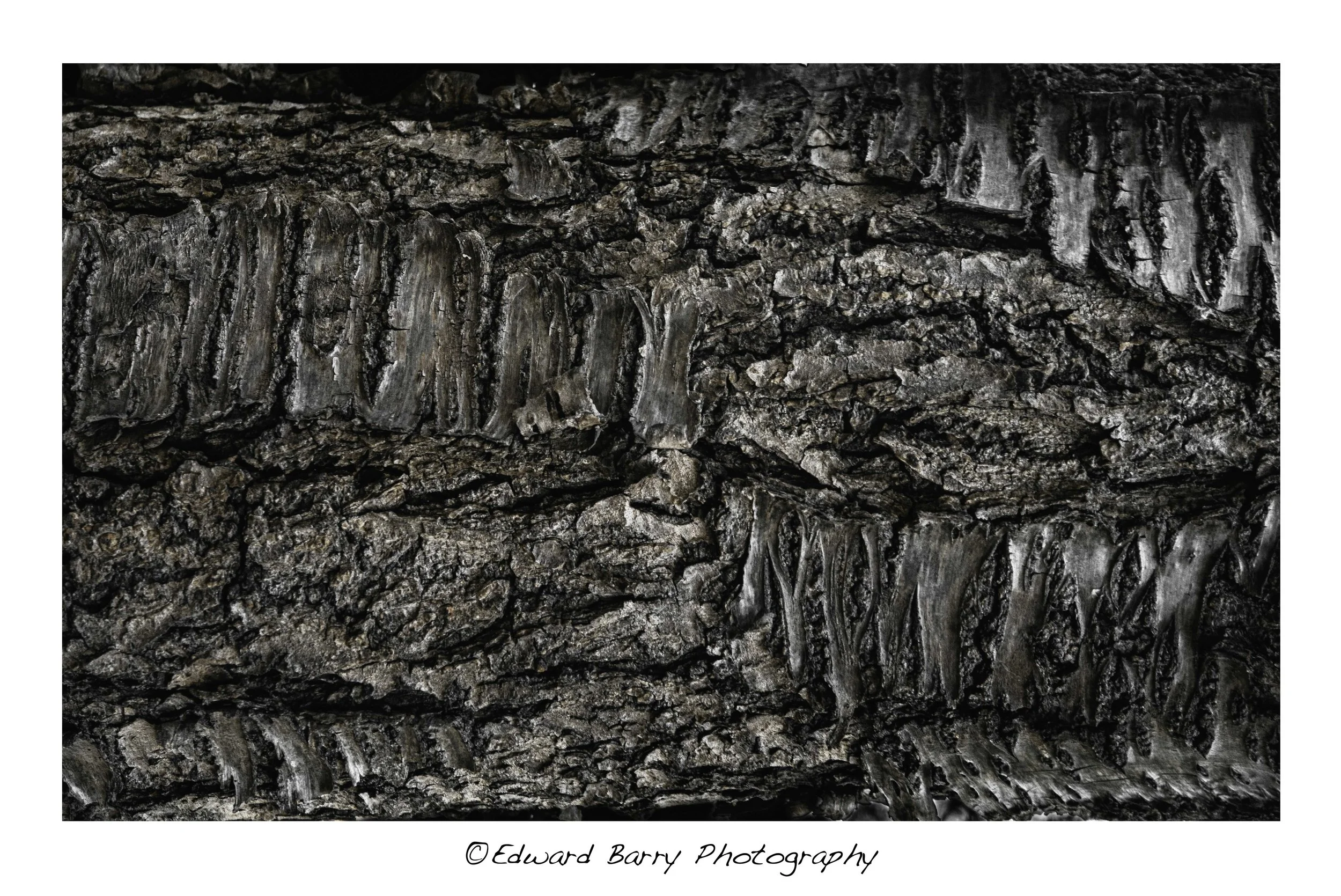 bark texture light colour.jpg