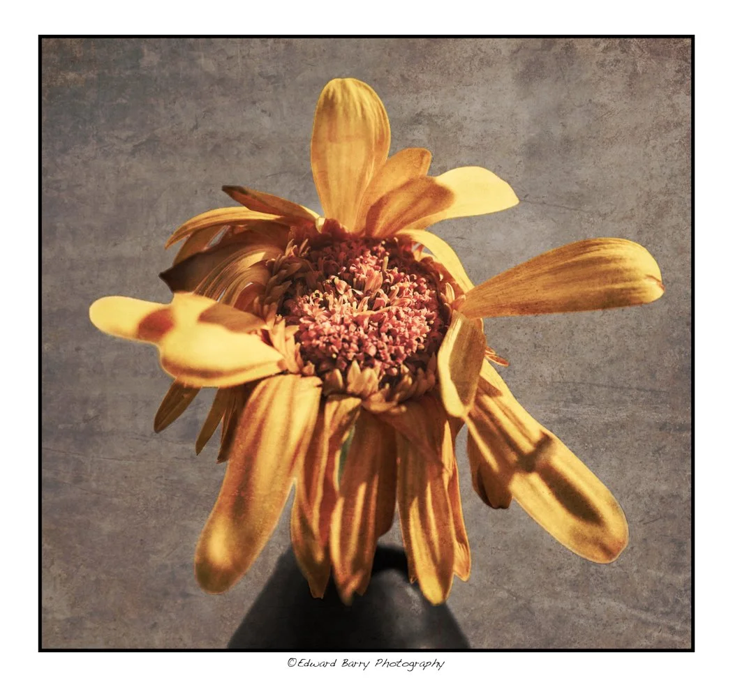 Yellow Gerber daisy blended framed final-Edit.jpg