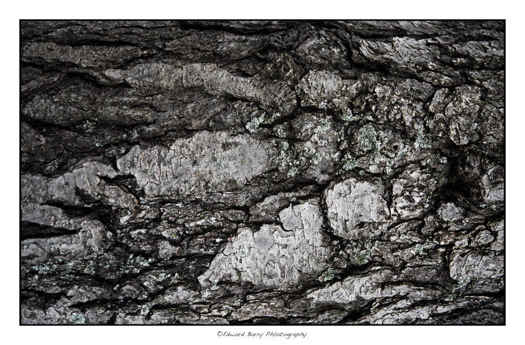 Dino foot in bark.jpg