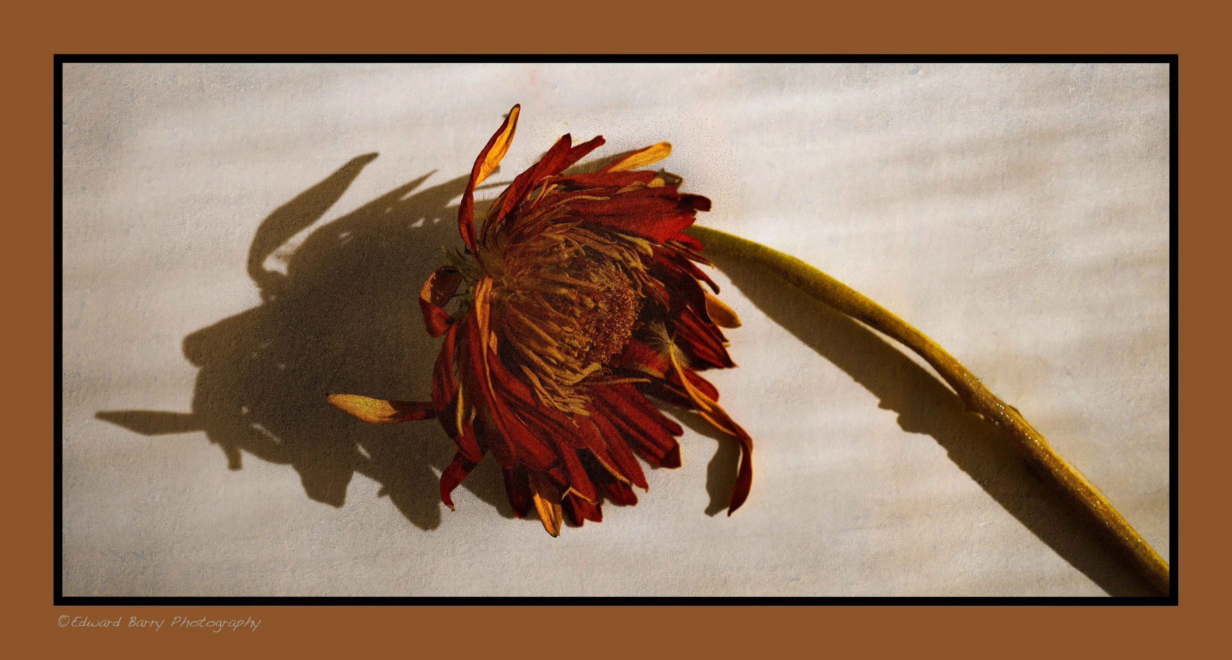 Red Dead Flower with boarder.jpg