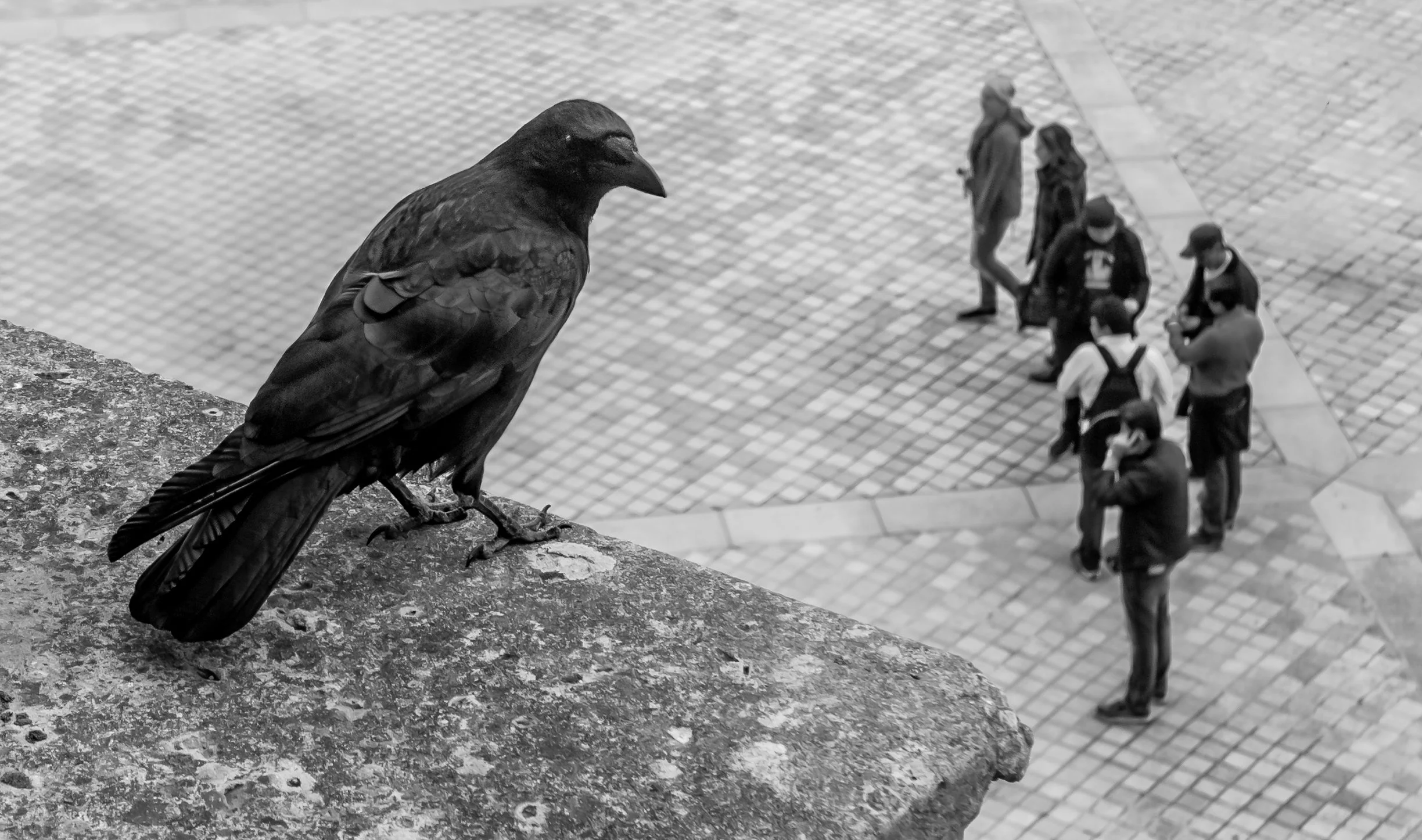 The Crow of the louve.jpg