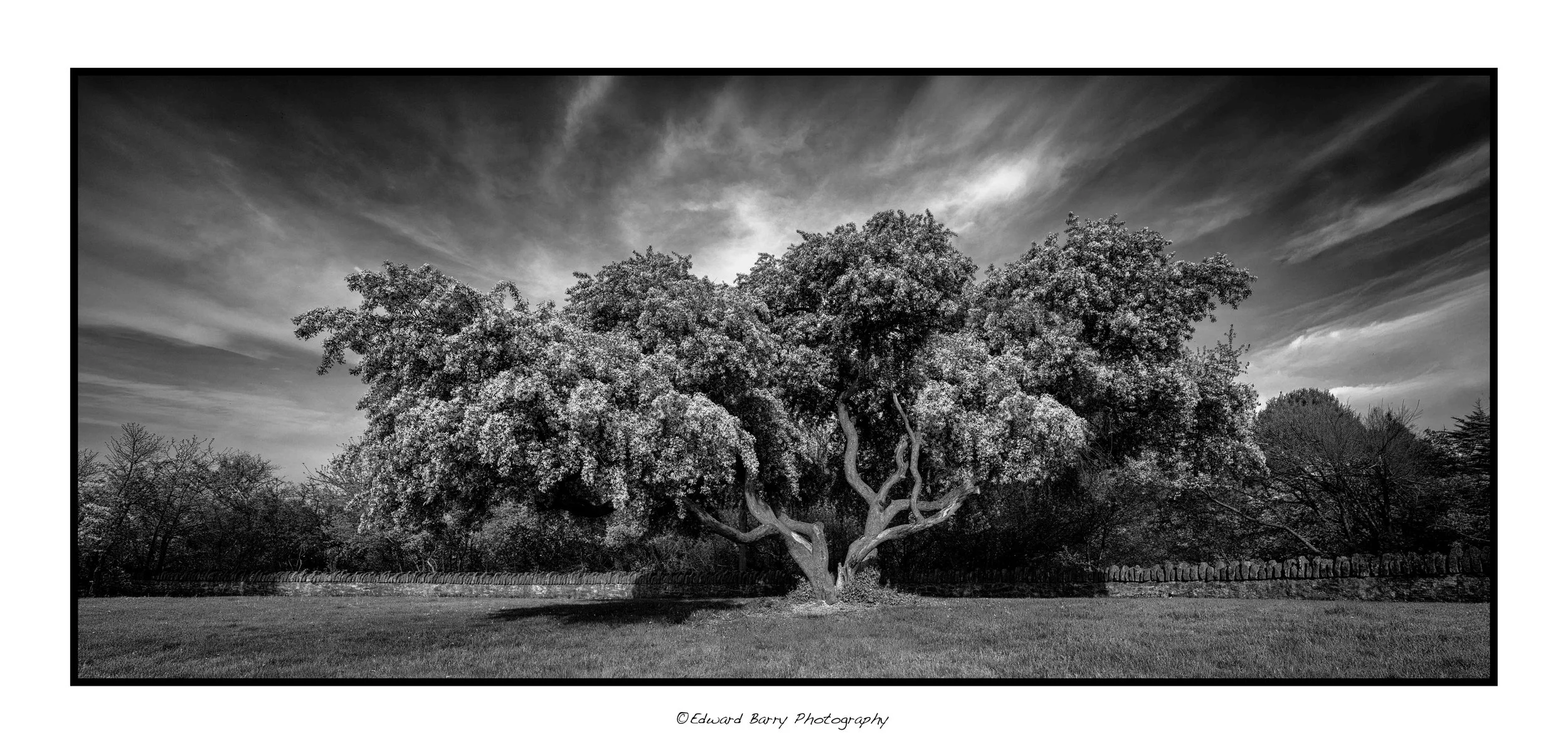 Cherry Tree B&W wider crop.jpg
