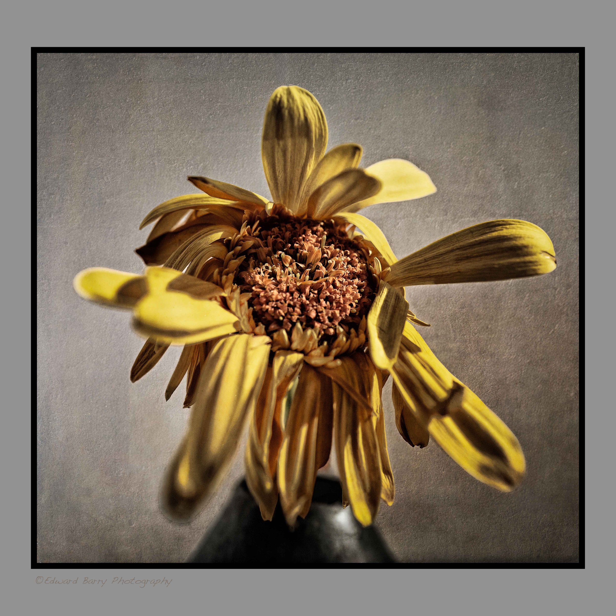 Yellow dead flower.jpg