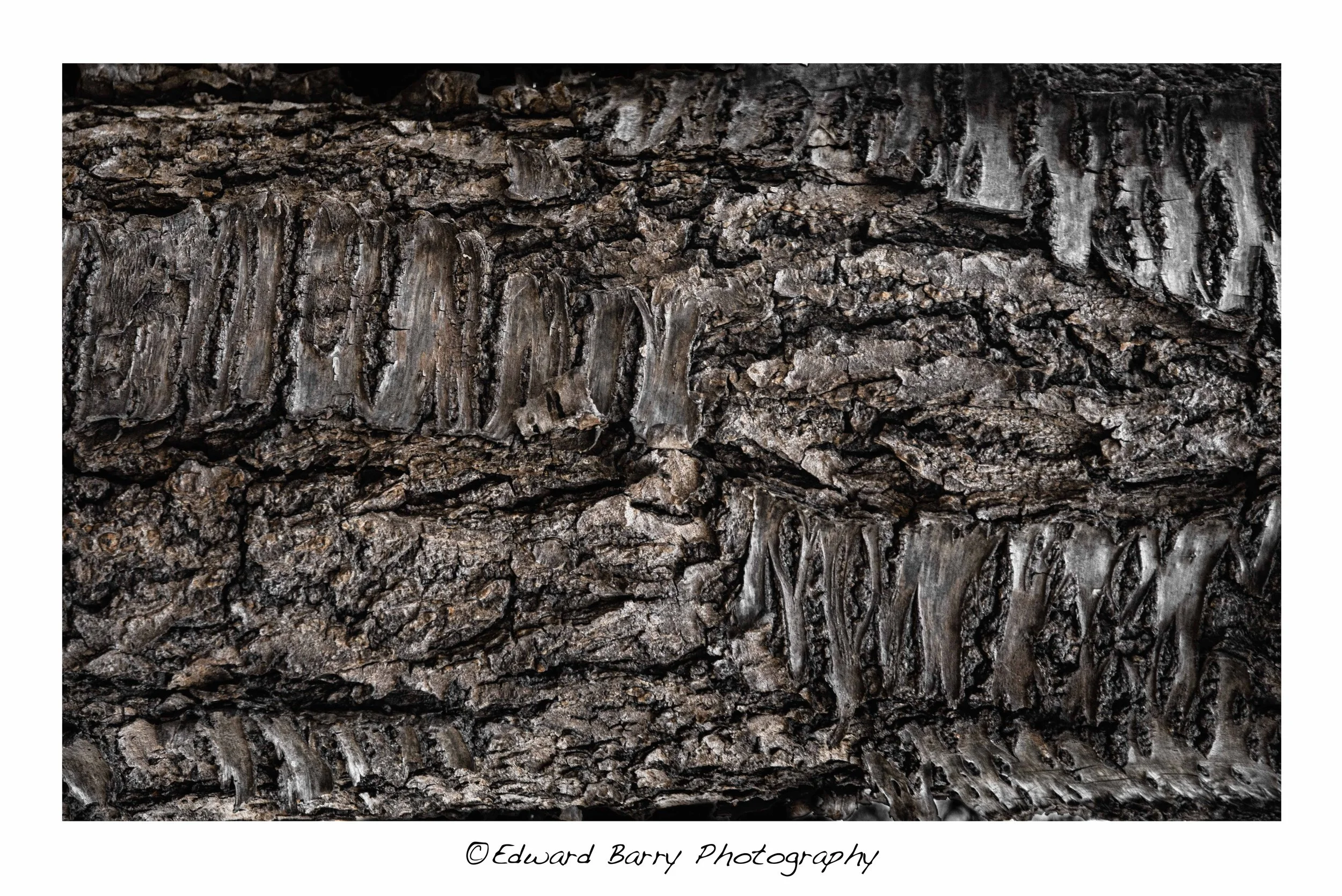 bark texture light colour.jpg