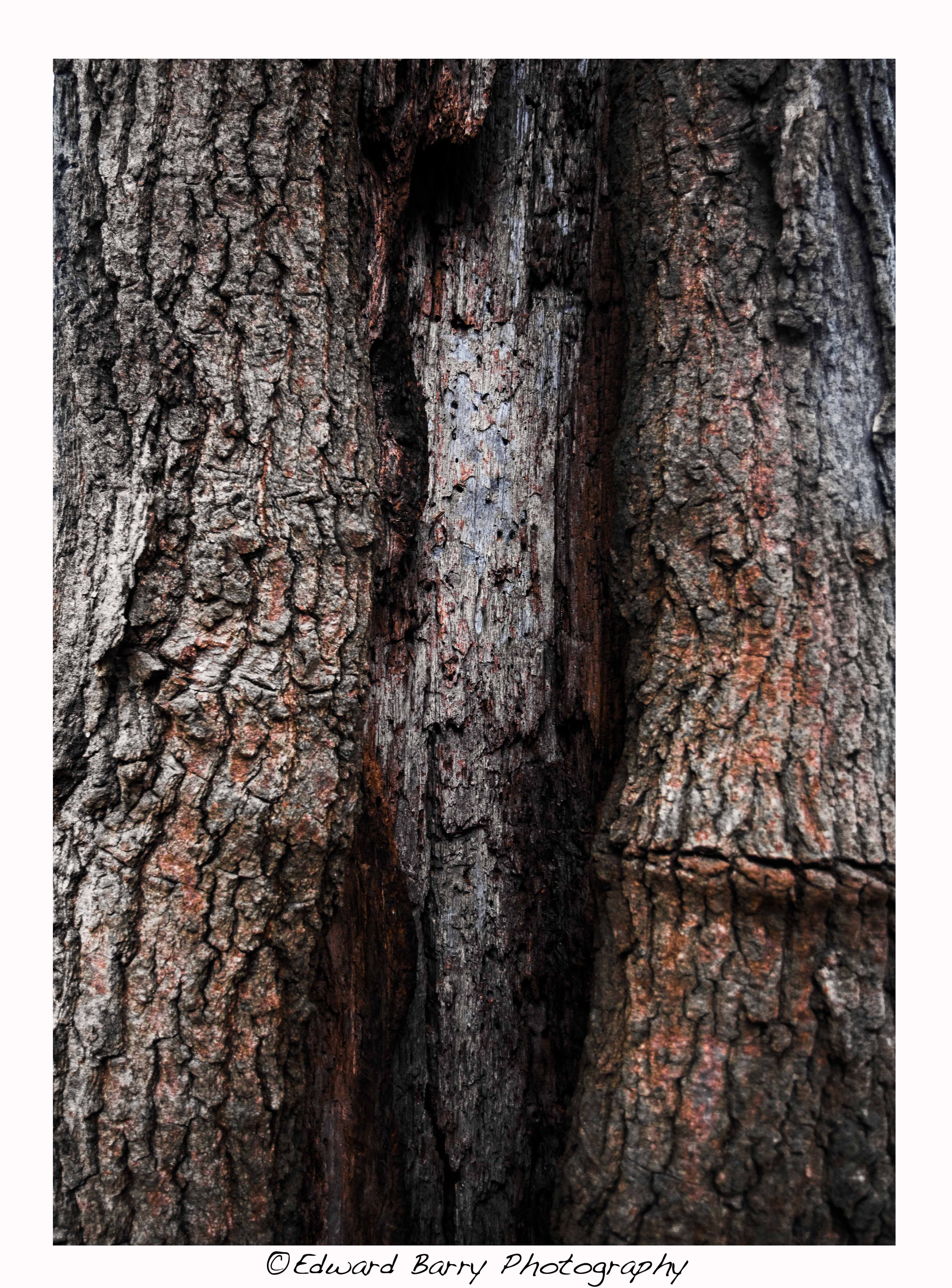 two figures bark,1_2 colour.jpg