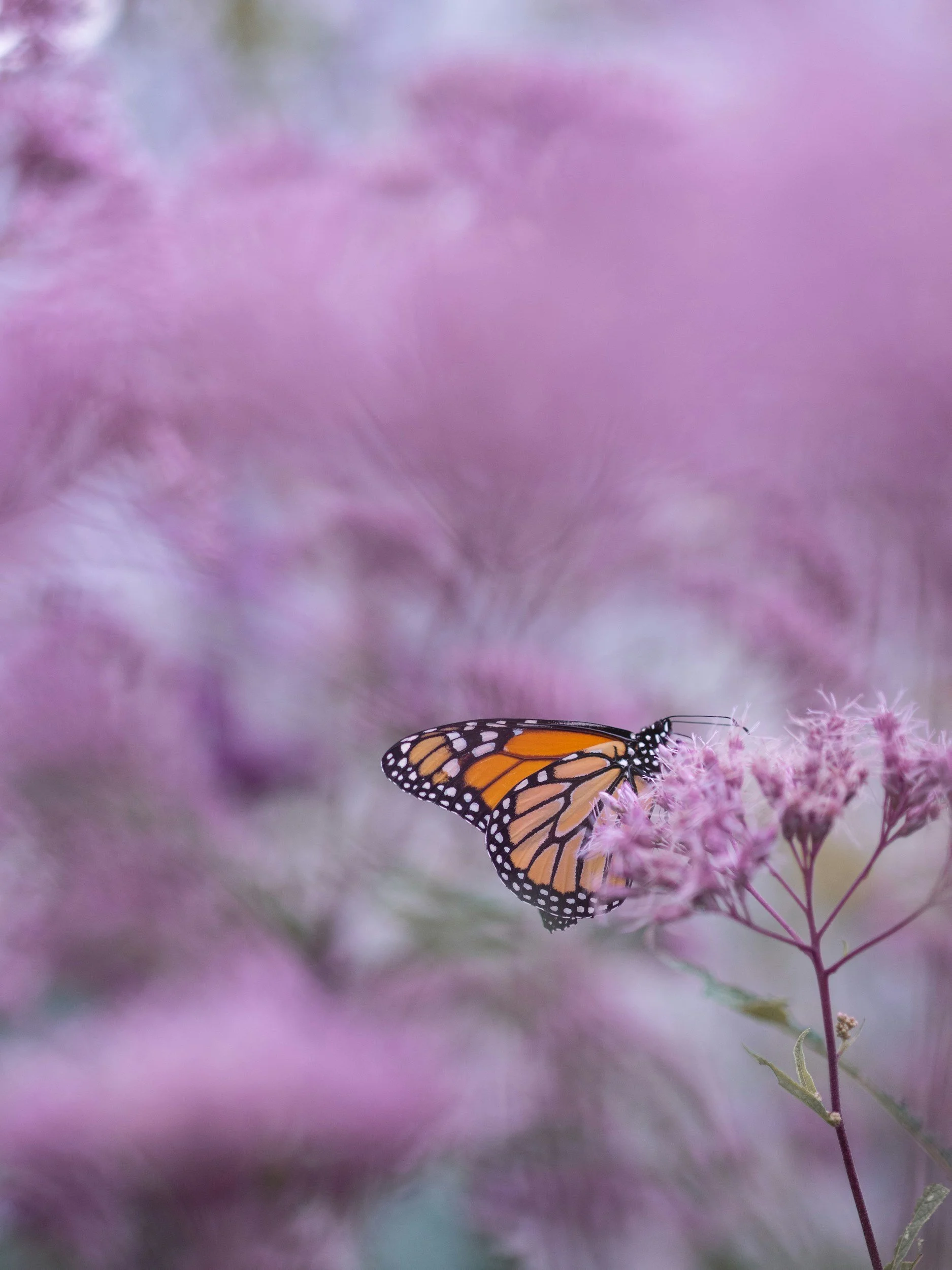 Nature inspired photo of a monarch butterfly perched on small pink flowers with a pretty pink and purple fairy inspired background.