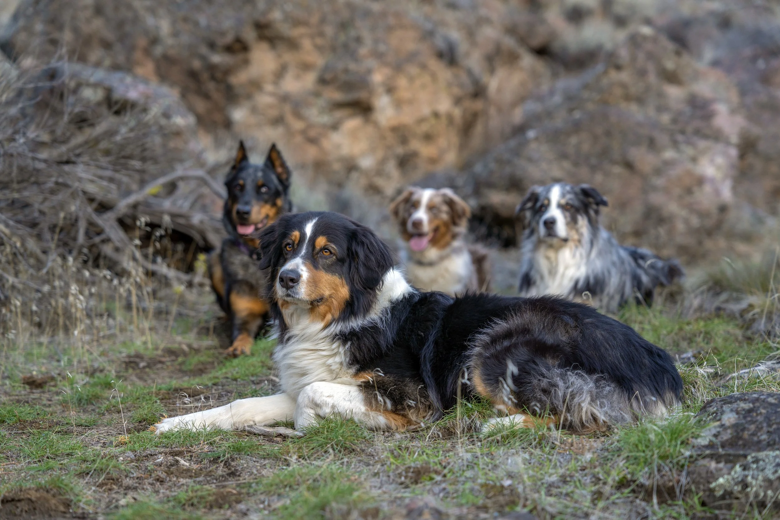 Four dogs of different breeds laying on grass and rocks outdoors near a rocky hillside.