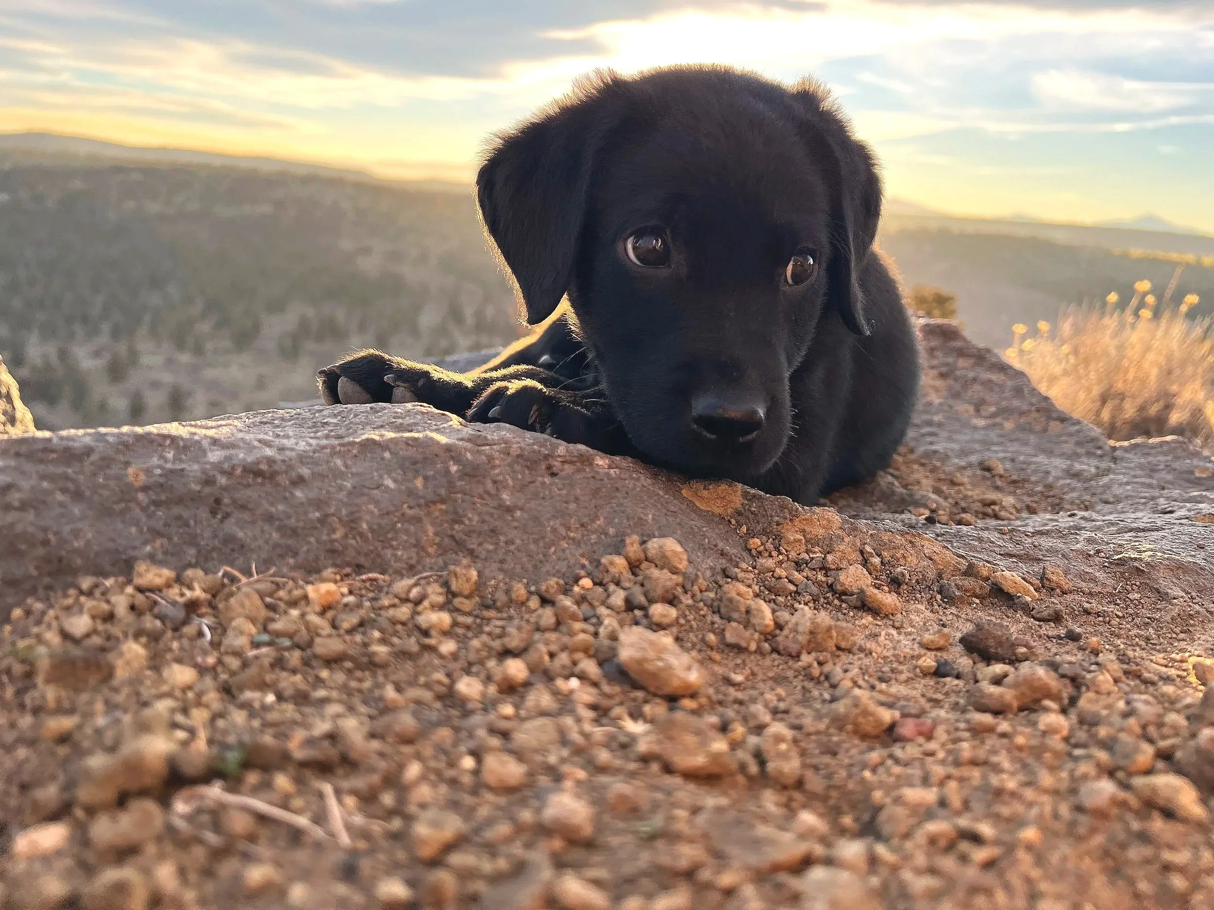 A black puppy lying on a rocky surface outdoors during sunset, with a blurred landscape in the background.