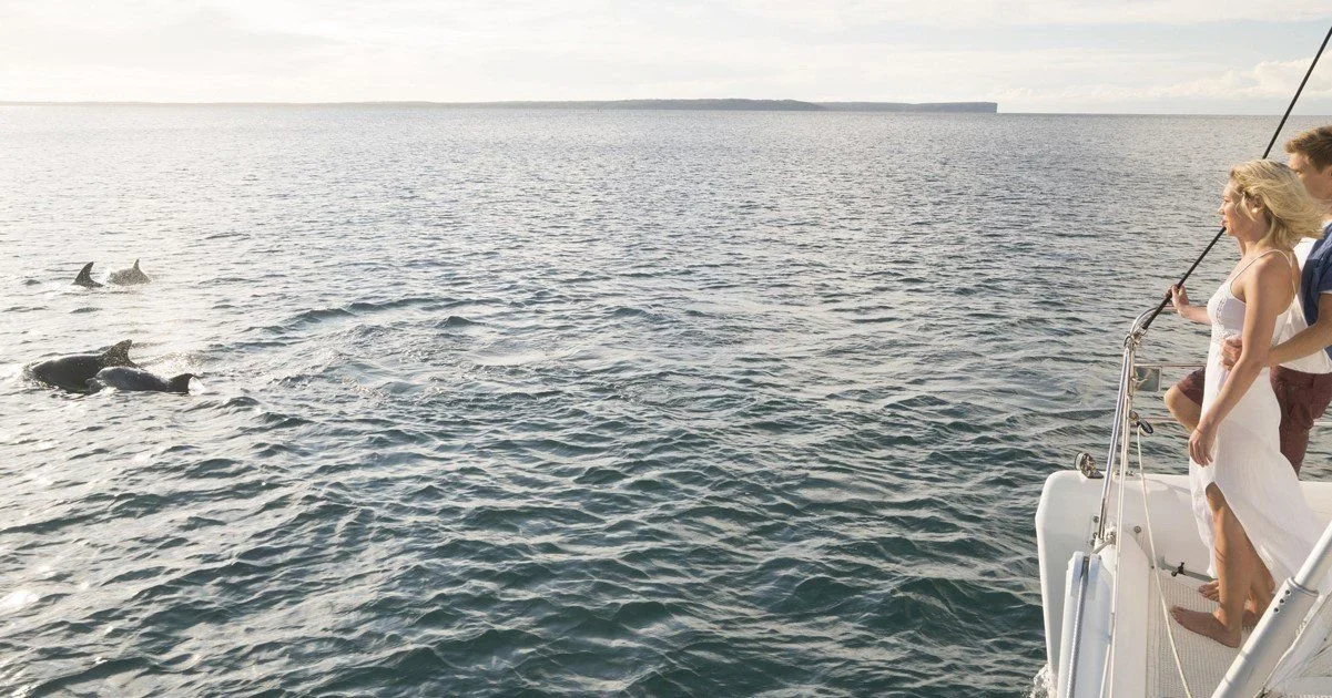 Whale and Dolphin Watching